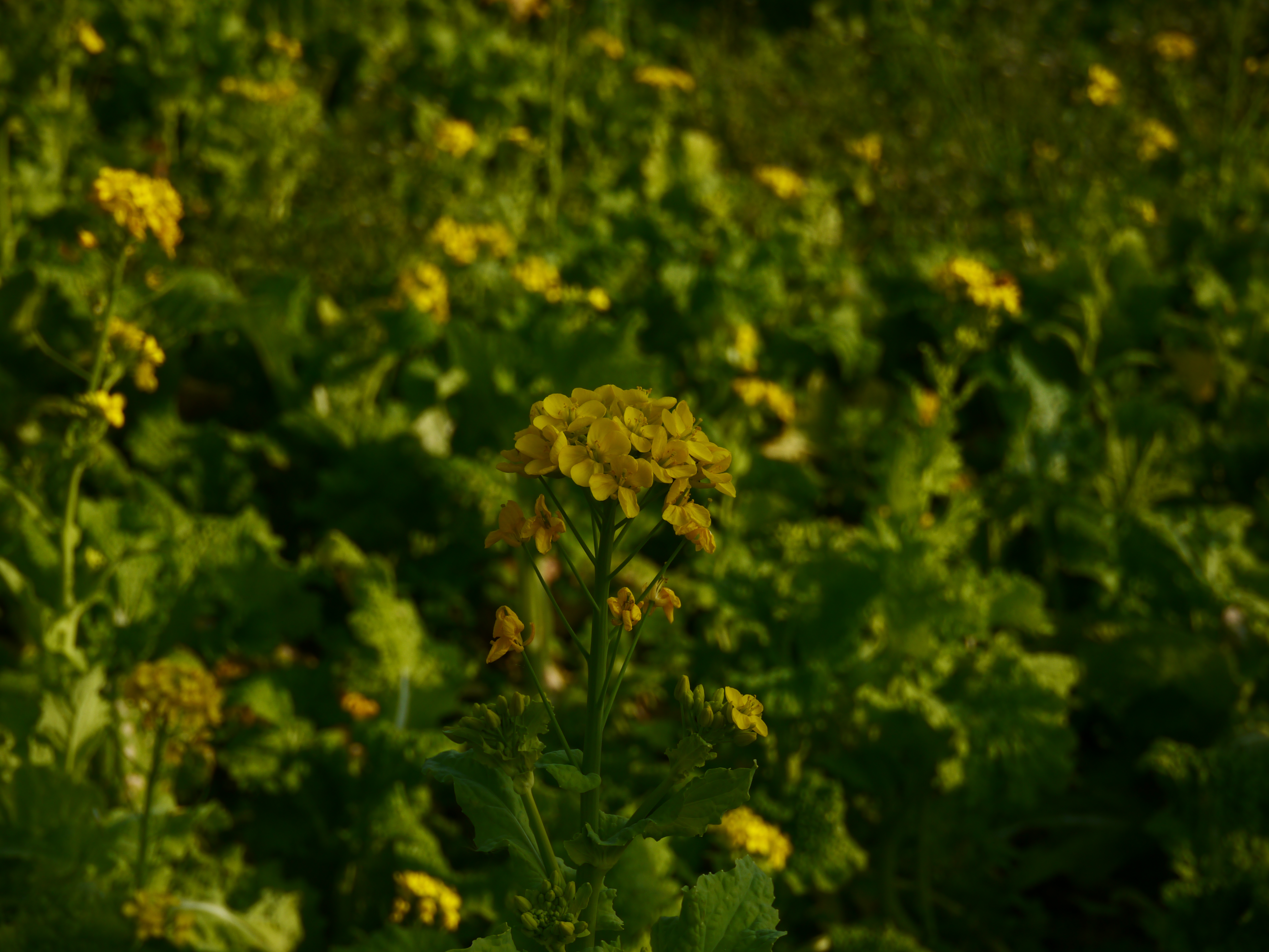 <b>クリエイティブコントロール:ローキー / DMC-GX1 / LUMIX G X VARIO PZ 14-42mm F3.5-5.6 ASPH. POWER O.I.S. / 約5.8MB / 4,592×3,448 / 1/320秒 / F9 / 0.0EV / ISO160 / WB:オート / 42mm</b>