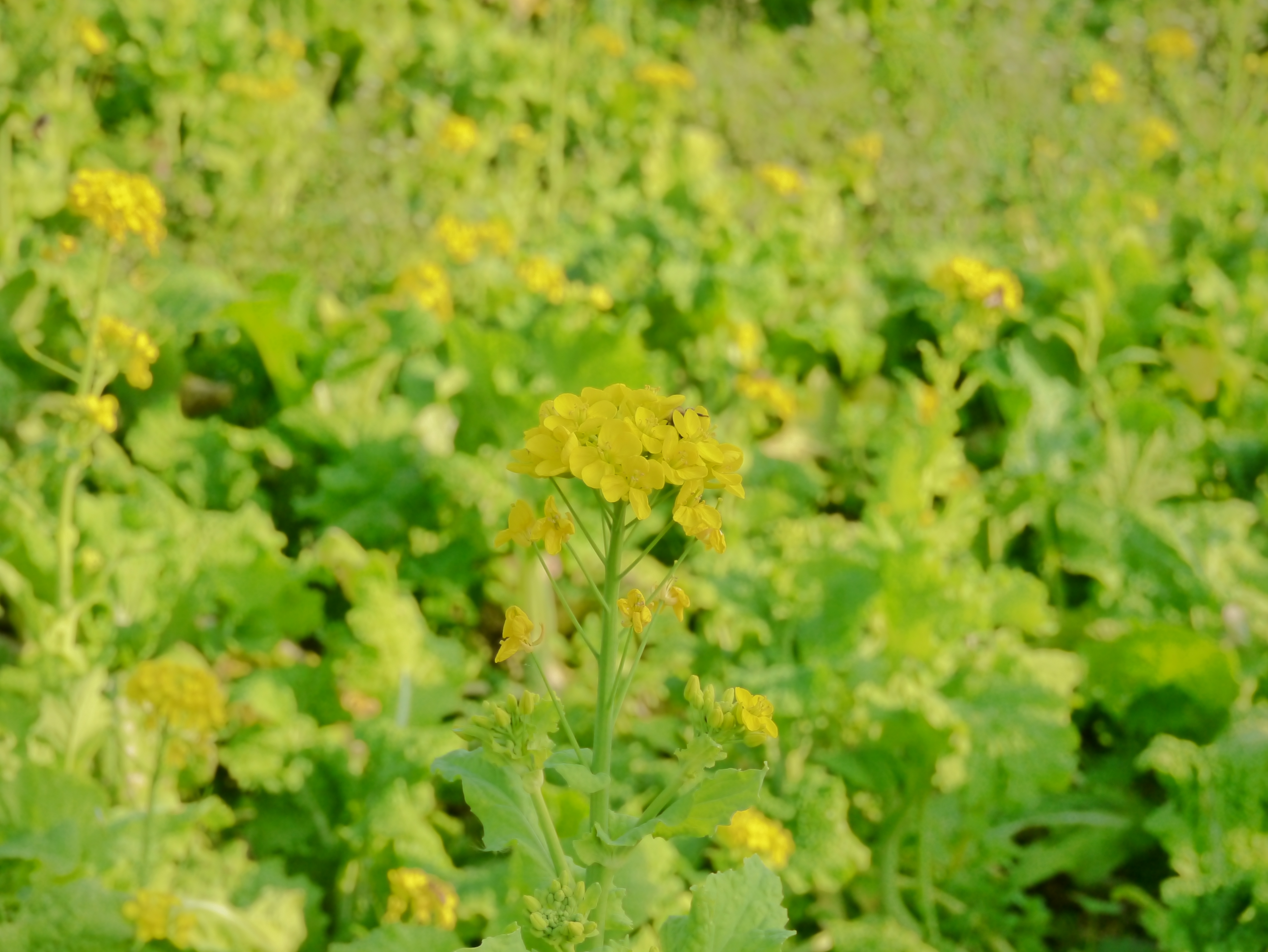 <b>クリエイティブコントロール:ハイダイナミック / DMC-GX1 / LUMIX G X VARIO PZ 14-42mm F3.5-5.6 ASPH. POWER O.I.S. / 約4.3MB / 4,592×3,448 / 1/320秒 / F9 / 0.0EV / ISO640 / WB:オート / 42mm</b>