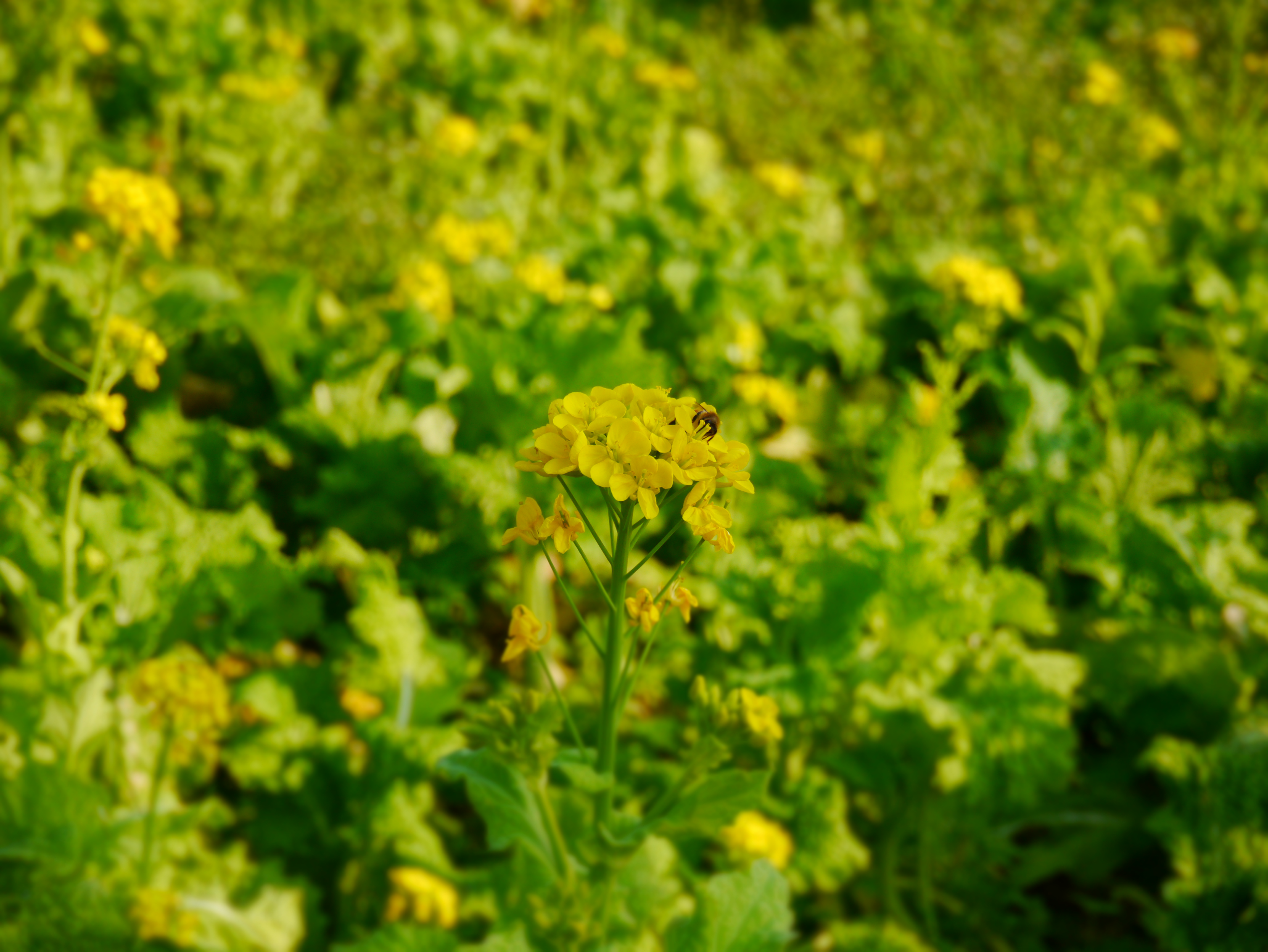 <b>クリエイティブコントロール:ジオラマ / DMC-GX1 / LUMIX G X VARIO PZ 14-42mm F3.5-5.6 ASPH. POWER O.I.S. / 約4.5MB / 4,592×3,448 / 1/250秒 / F8 / 0.0EV / ISO160 / WB:オート / 42mm</b>