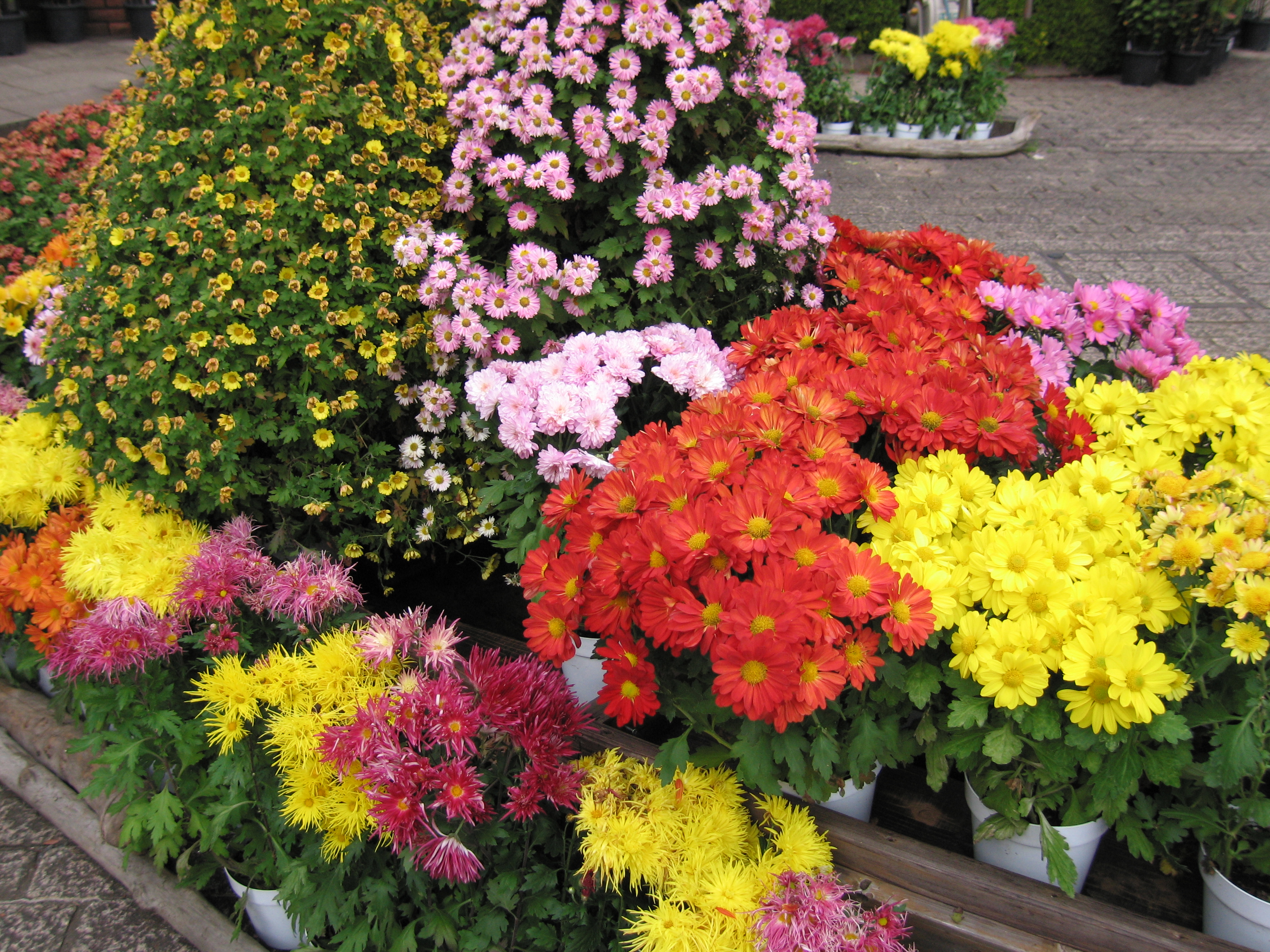 <b>ISO100。PowerShot S70 / 約3.9MB / 3,072×2,304 / 1/640秒 / F3.2 / 0EV / ISO100 / WB:オート / 7.3mm</b>