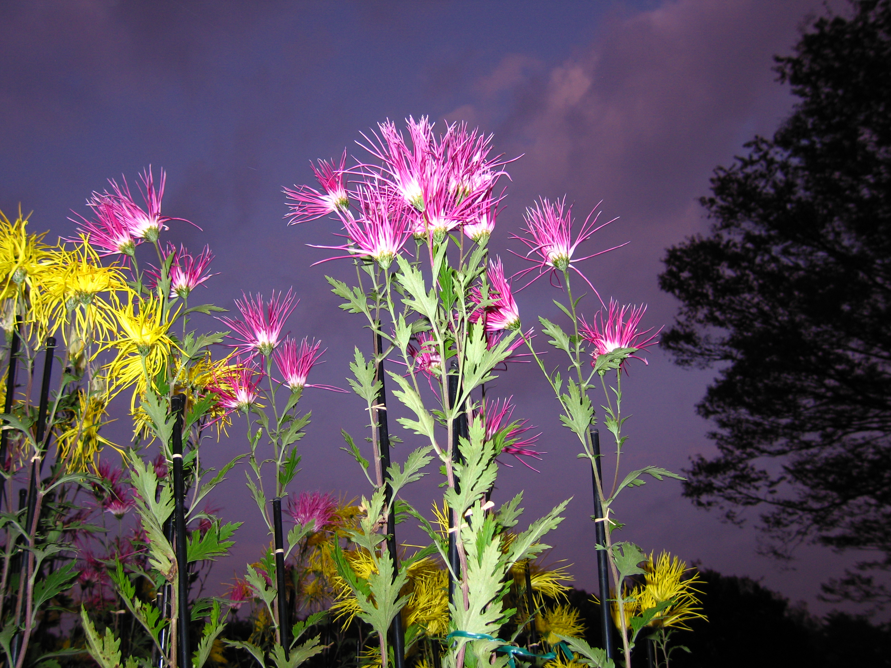 <b>露出補正のみ-1.3。PowerShot S70 / 約3.3MB / 3,072×2,304 / 1/8秒 / F3.2 / -1.3EV / ISO50 / WB:オート / 7.3mm</b>