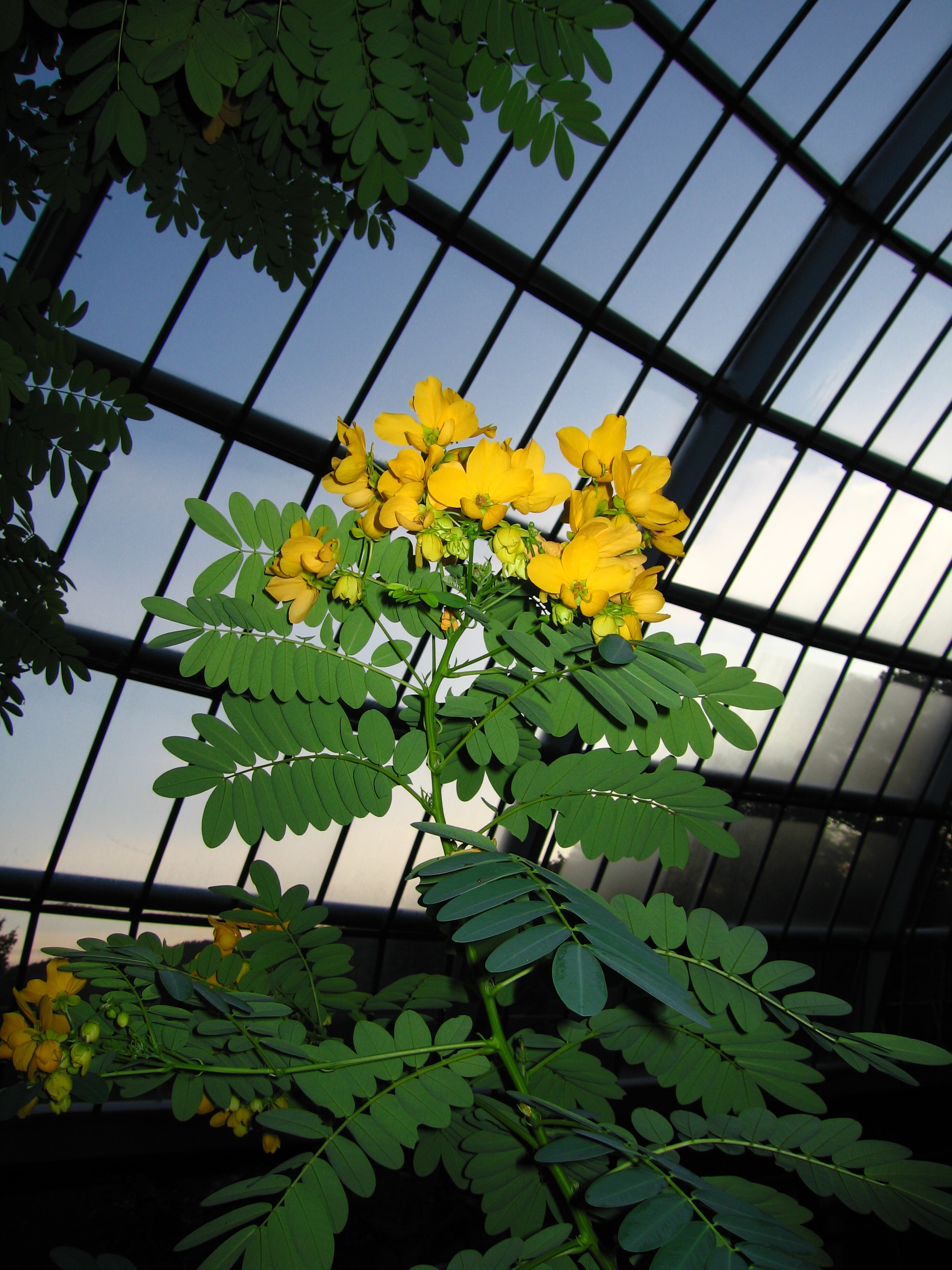 <b>くっきりカラー、マクロ。調光補正-1。PowerShot S70 / 約2.6MB / 2304x3072 / 1/250秒 / F4 / -1.3EV / ISO50 / WB:オート / 5.8mm</b>