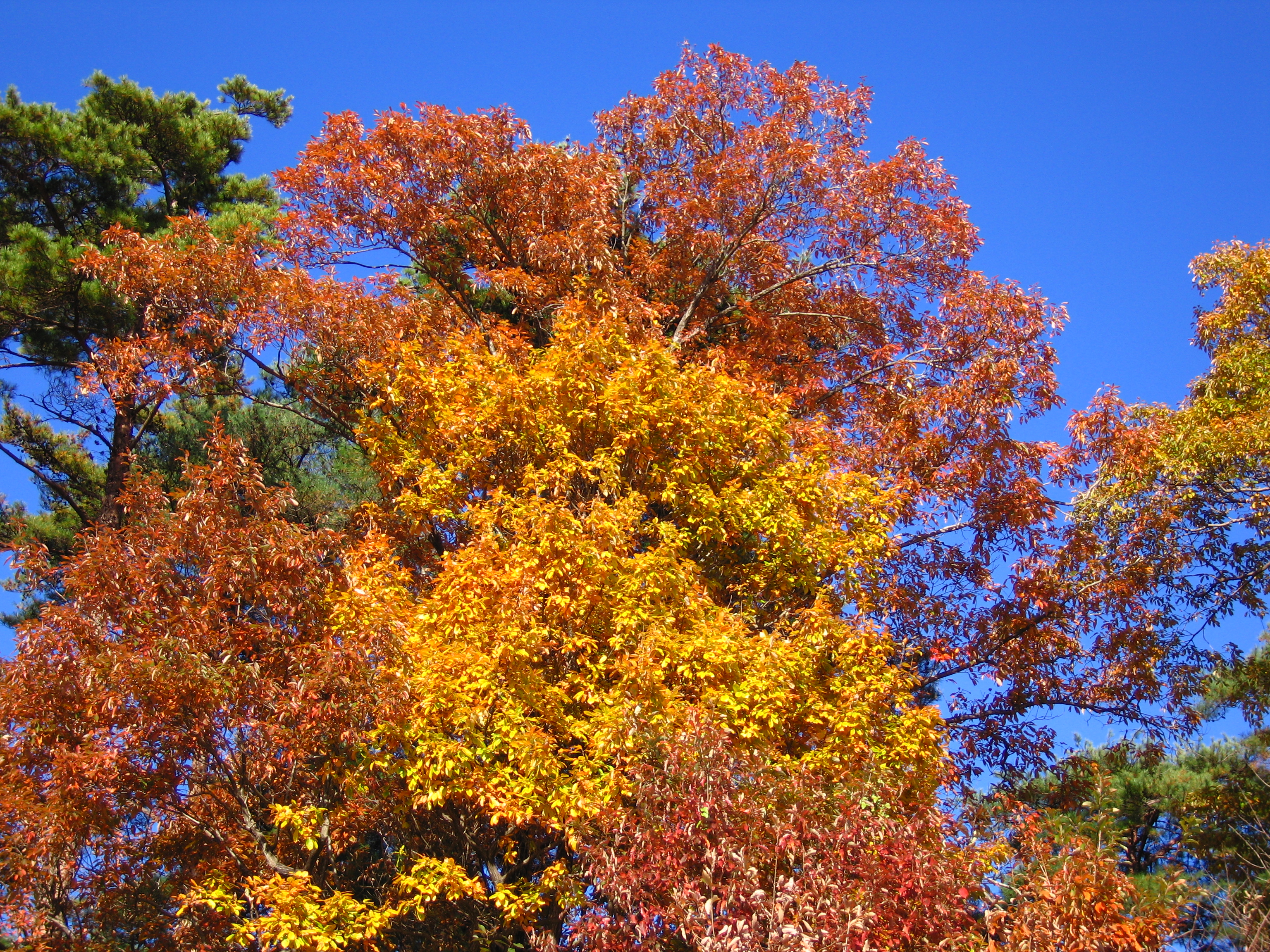 <b>くっきりカラー。PowerShot S70 / 約5.6MB / 3,072×2,304 / 1/320秒 / F4 / 0EV / ISO50 / WB:オート / 13.2mm</b>