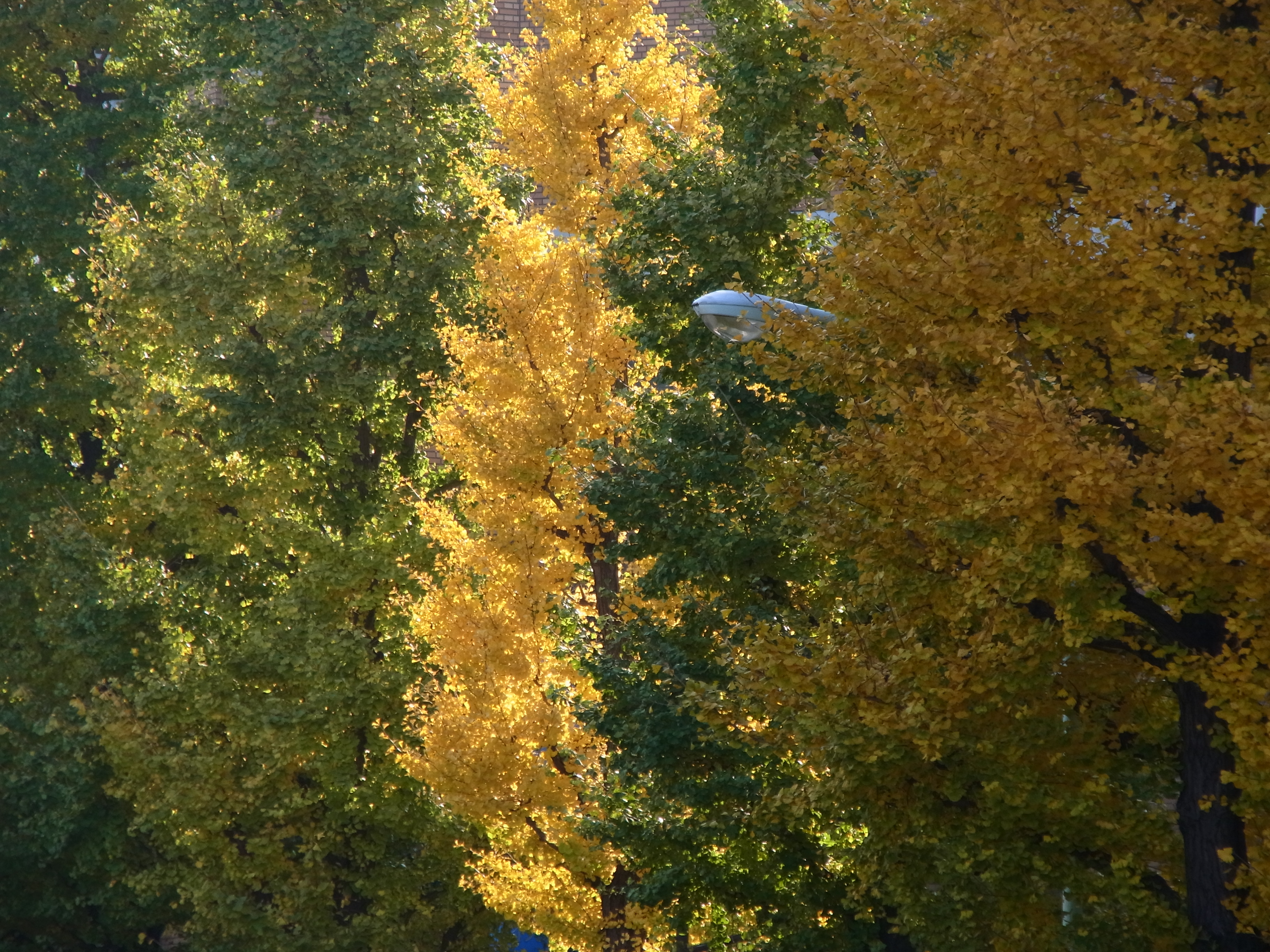 <b>CX6 / 約3.9MB / 3,648×2,736 / 1/233秒 / F4.8 / -0.3EV / ISO100 / WB:オート / 38.9mm</b>