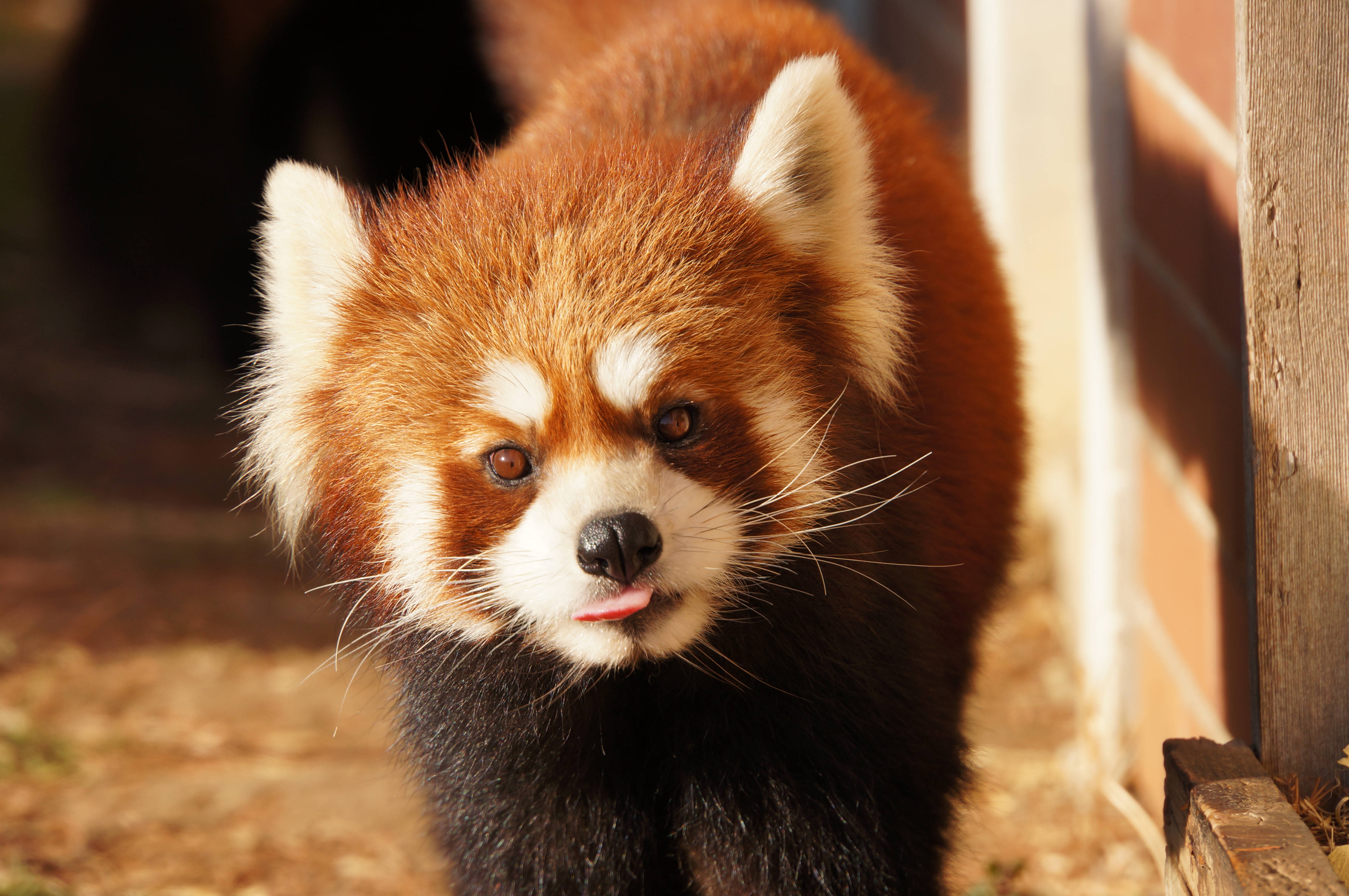 <b>NEX-5N / 18-200mm F3.5-6.3 Di III VC / 約4.8MB / 4,912×3,264 / 1/320秒 / F7.1 / 0.0EV / ISO160 / WB:曇天 / 200mm</b>