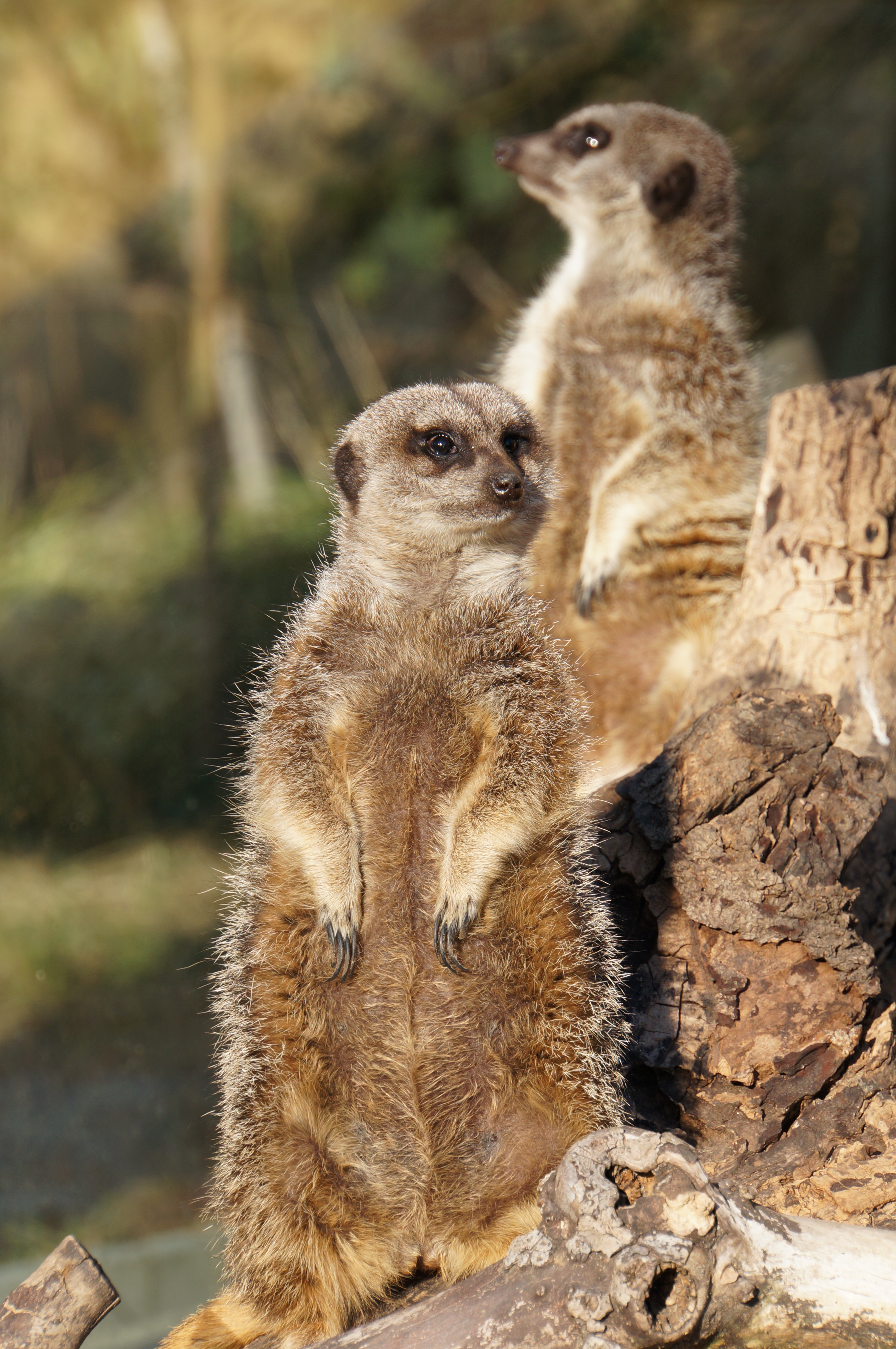 <b>NEX-5N / 18-200mm F3.5-6.3 Di III VC / 約5.6MB / 3,264×4,912 / 1/250秒 / F8 / +0.3EV / ISO250 / WB:太陽光 / 143.8mm</b>