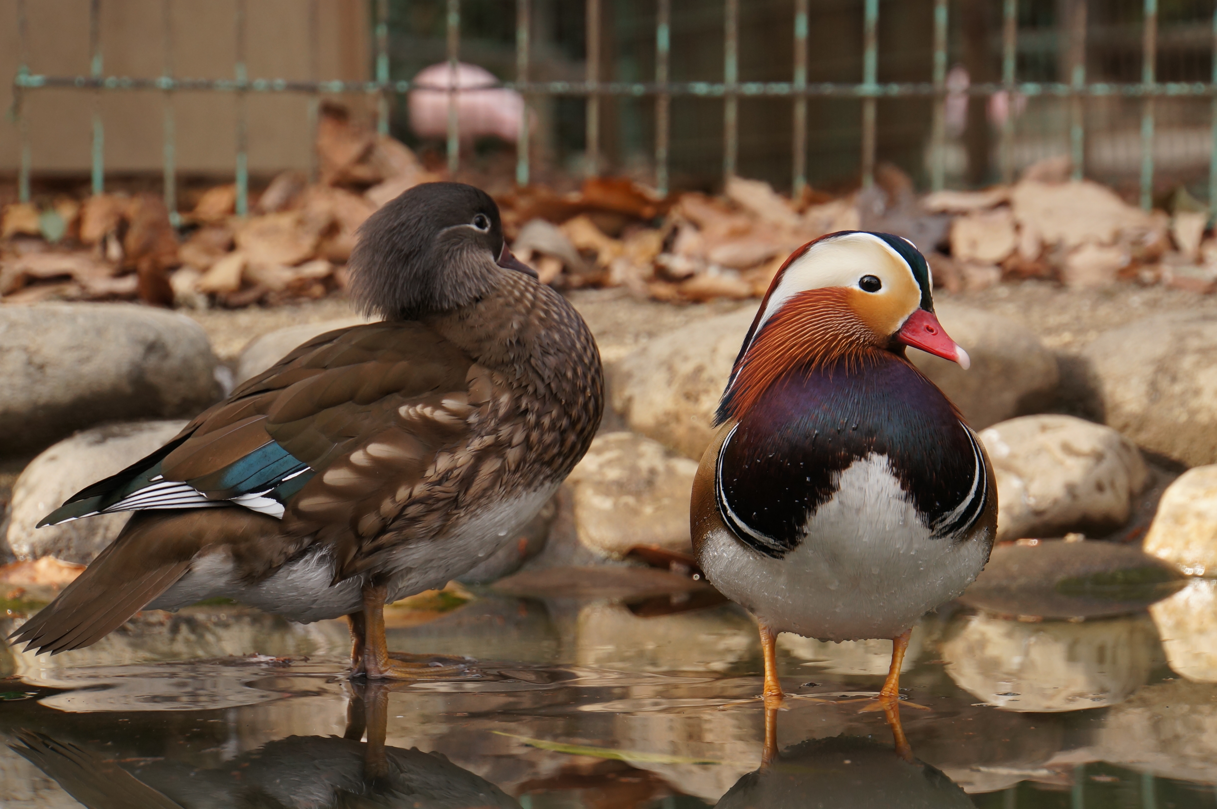 <b>NEX-5N / 18-200mm F3.5-6.3 Di III VC / 約3.6MB / 4,912×3,264 / 1/200秒 / F6.3 / 0.0EV / ISO400 / WB:曇天 / 98mm</b>