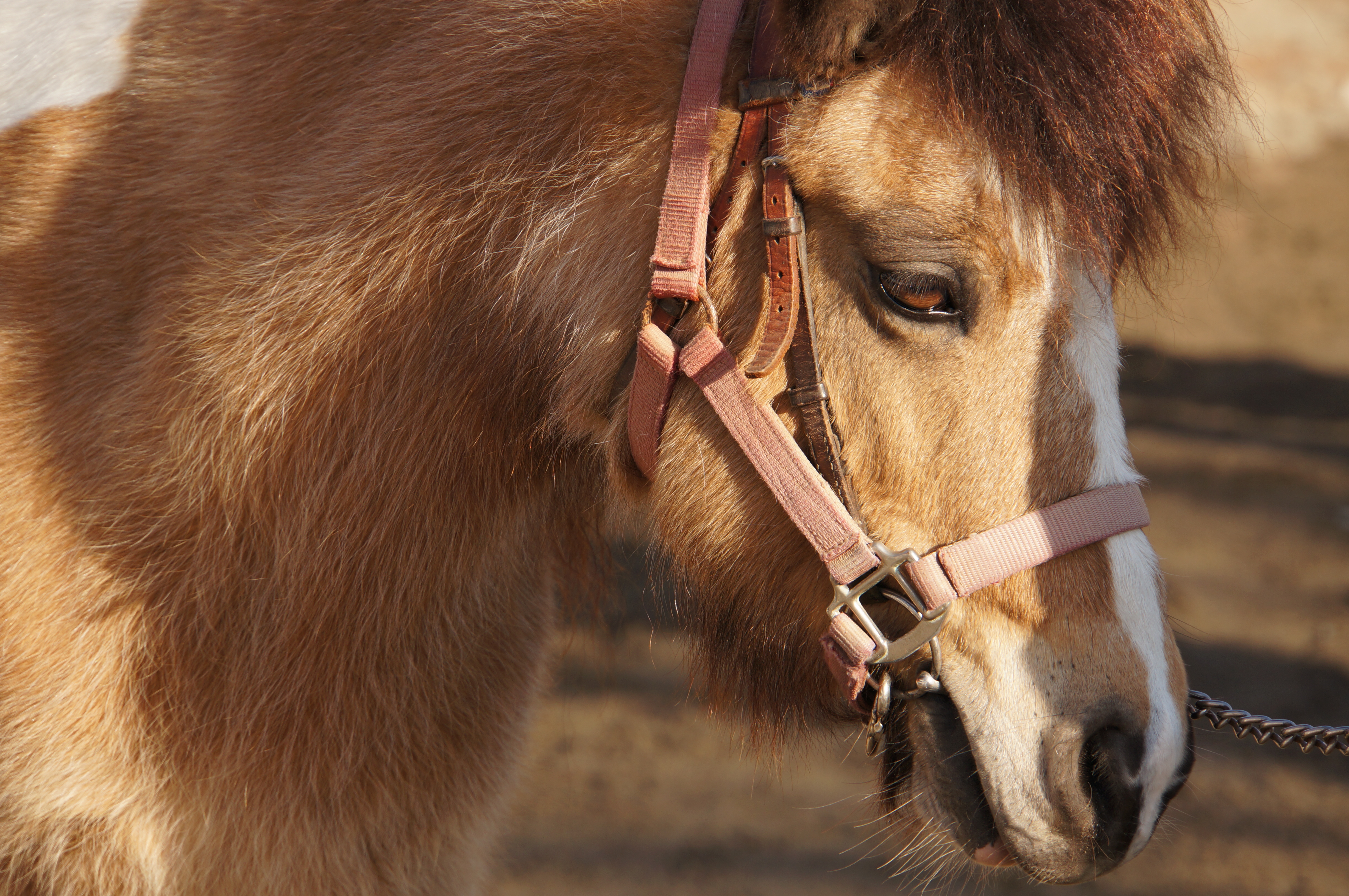 <b>NEX-5N / 18-200mm F3.5-6.3 Di III VC / 約6.4MB / 4,912×3,264 / 1/320秒 / F6.3 / +0.3EV / ISO160 / WB:曇天 / 200mm</b>