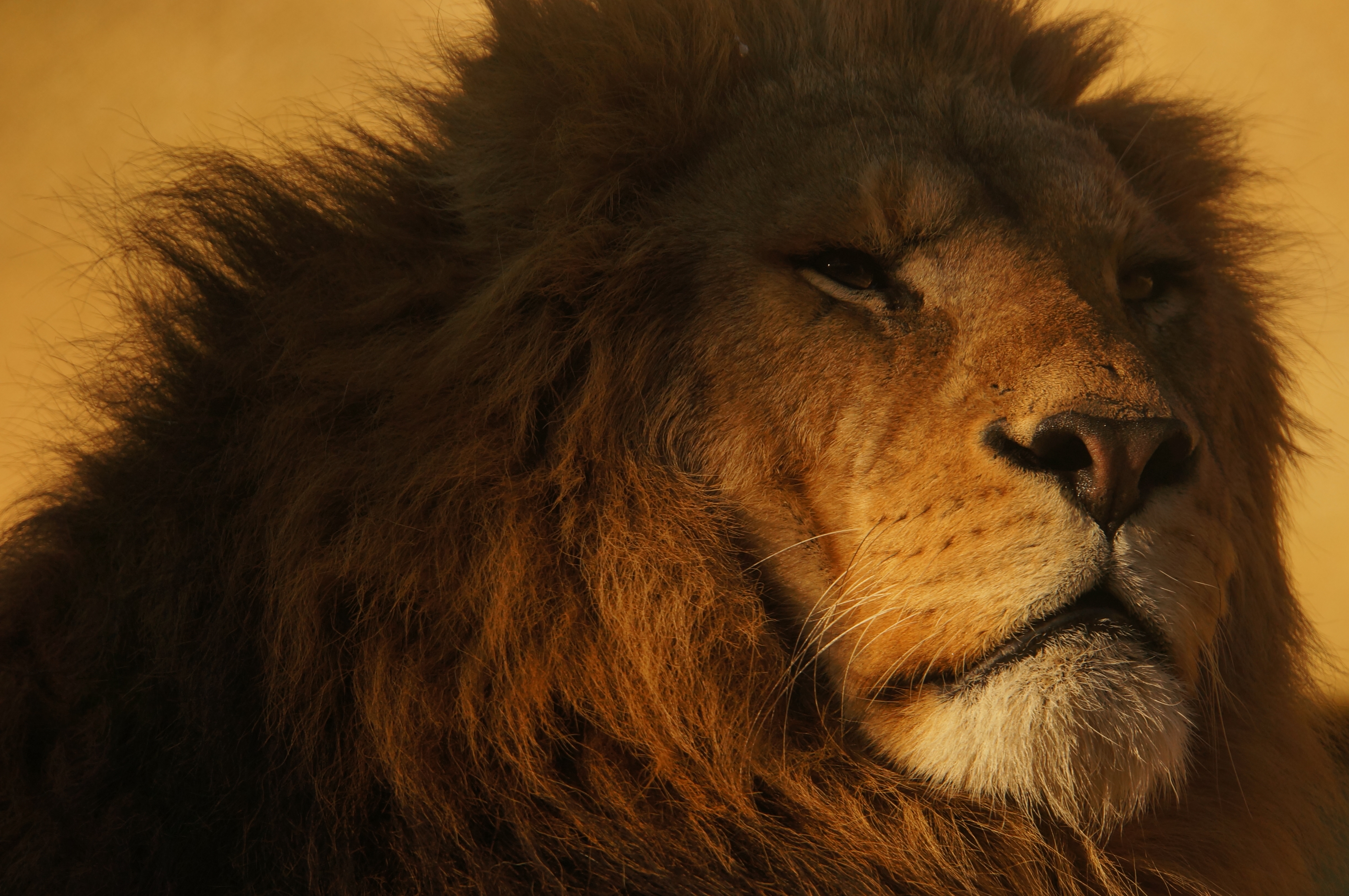 <b>NEX-5N / 18-200mm F3.5-6.3 Di III VC / 約4.6MB / 4,912×3,264 / 1/1,000秒 / F7.1 / -1.7EV / ISO400 / WB:日陰 / 200mm</b>