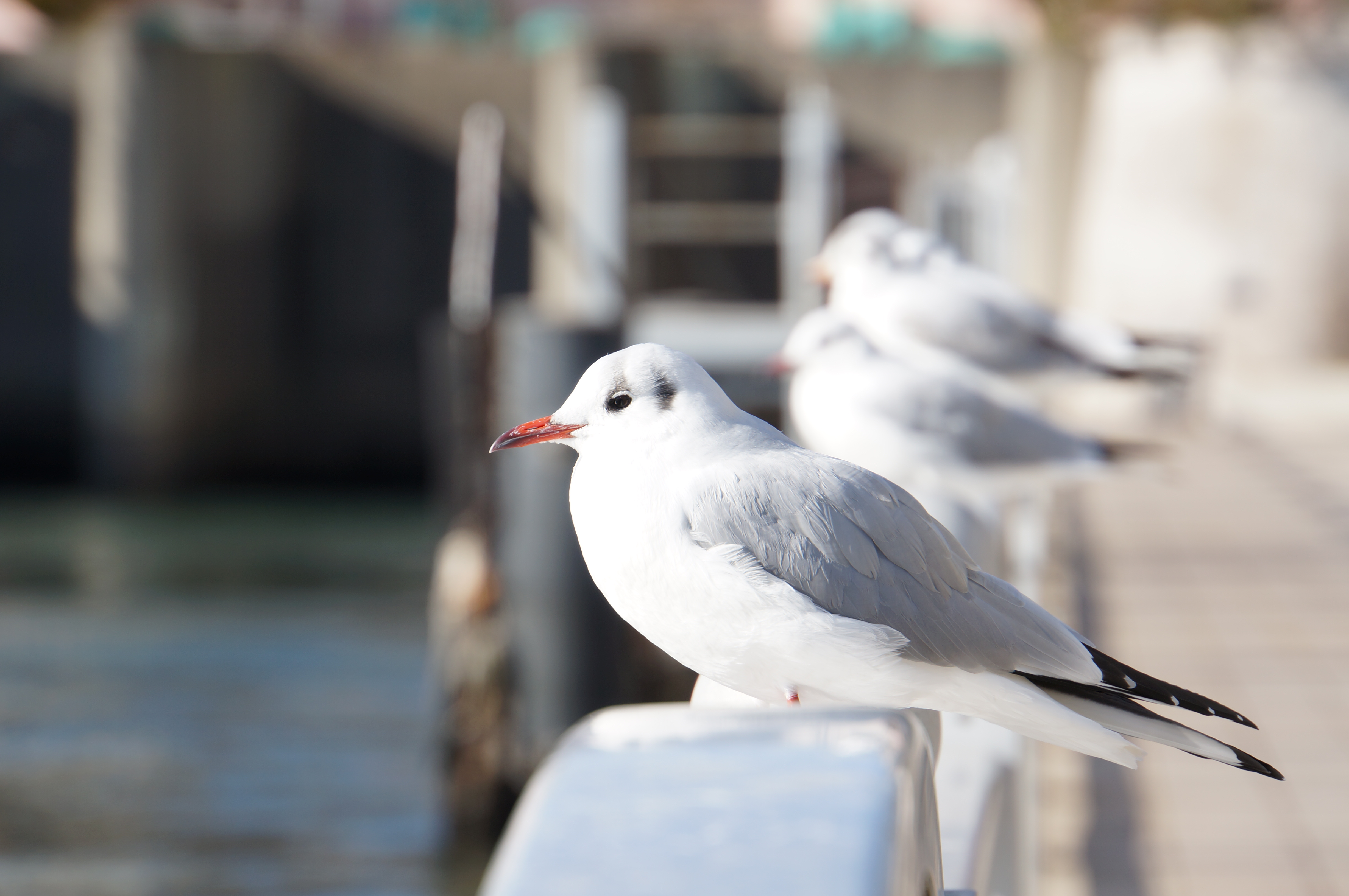 <b>NEX-5N / 18-200mm F3.5-6.3 Di III VC / 約2.5MB / 4,912×3,264 / 1/200秒 / F6.3 / 0.0EV / ISO100 / WB:太陽光 / 152.4mm</b>