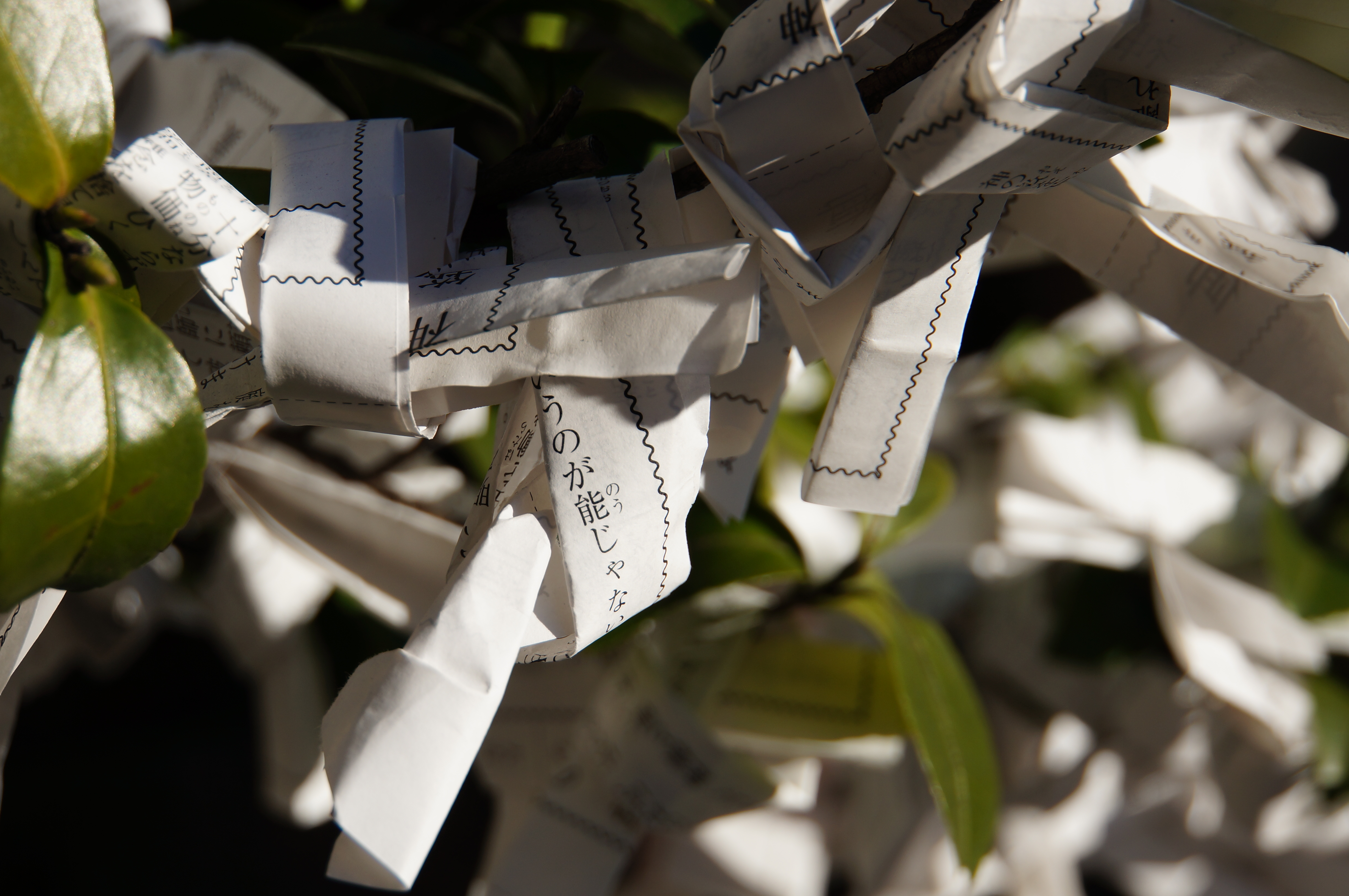 <b>NEX-5N / 18-200mm F3.5-6.3 Di III VC / 約3.1MB / 4,912×3,264 / 1/640秒 / F5.6 / +0.3EV / ISO100 / WB:太陽光 / 65.3mm</b>