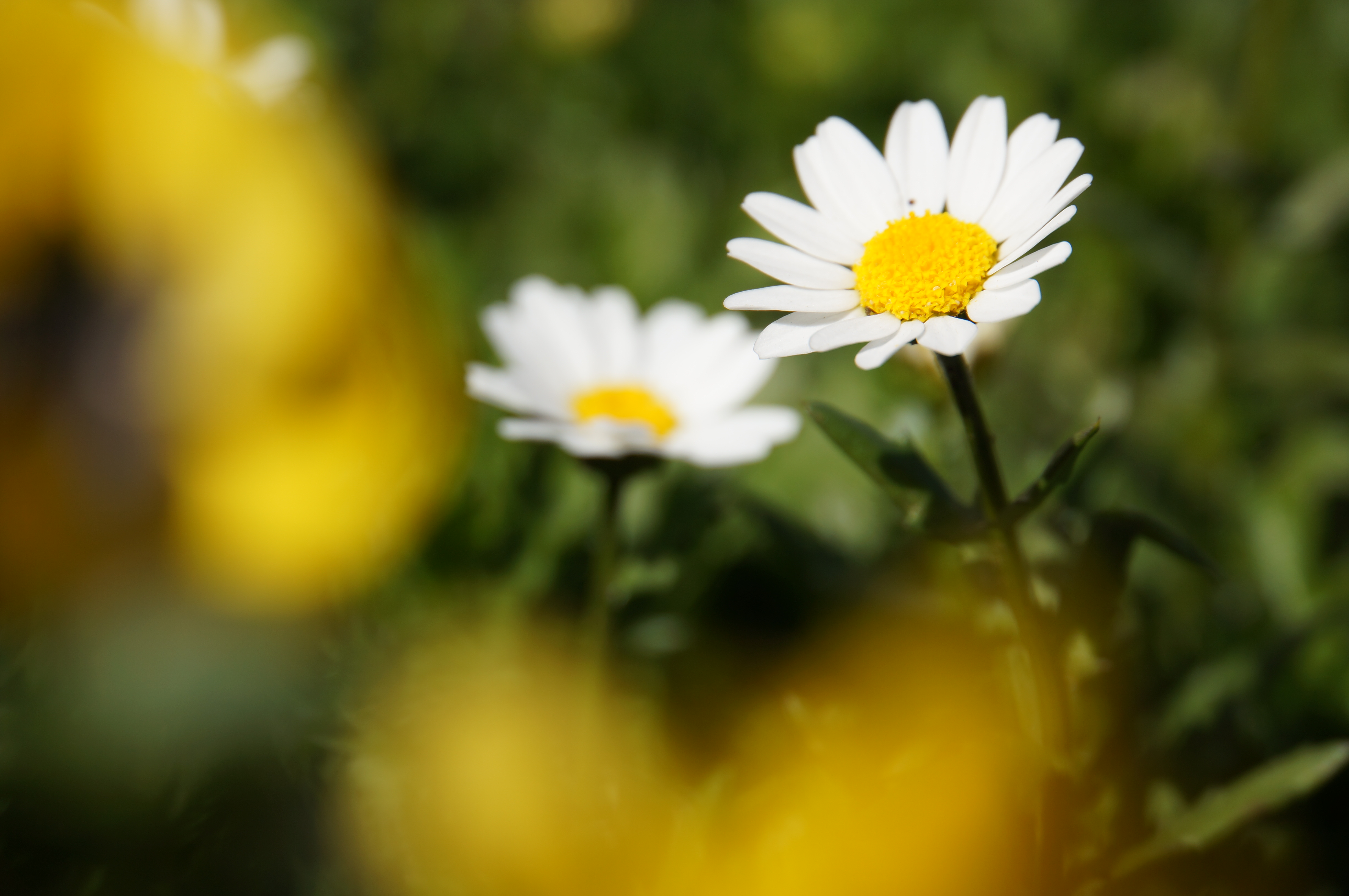 <b>NEX-5N / 18-200mm F3.5-6.3 Di III VC / 約2.5MB / 4,912×3,264 / 1/640秒 / F6.3 / +0.3EV / ISO100 / WB:太陽光 / 200mm</b>