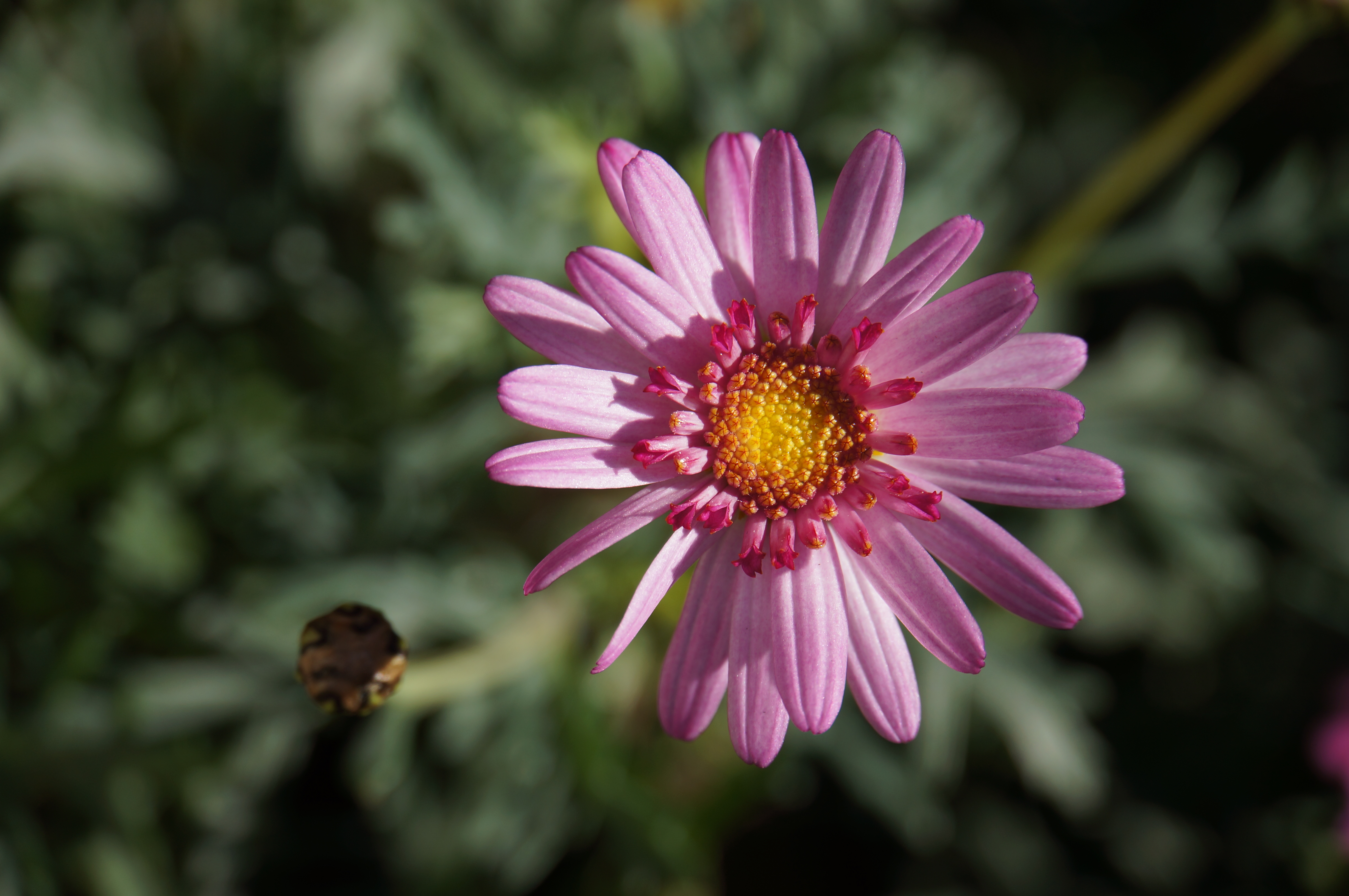 <b>NEX-5N / 18-200mm F3.5-6.3 Di III VC / 約3.2MB / 4,912×3,264 / 1/500秒 / F6.3 / 0.0EV / ISO100 / WB:太陽光 / 200mm</b>