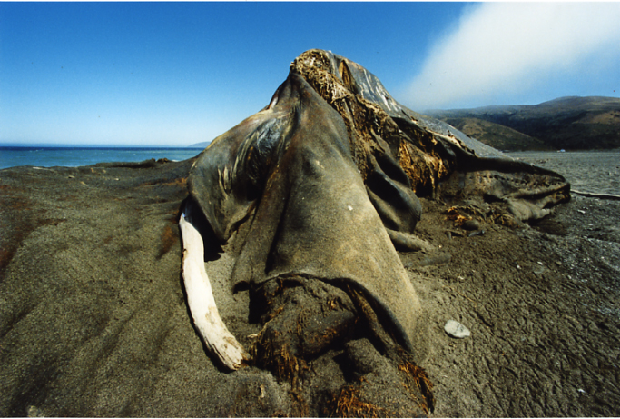 <b>（c）岩根愛</b>