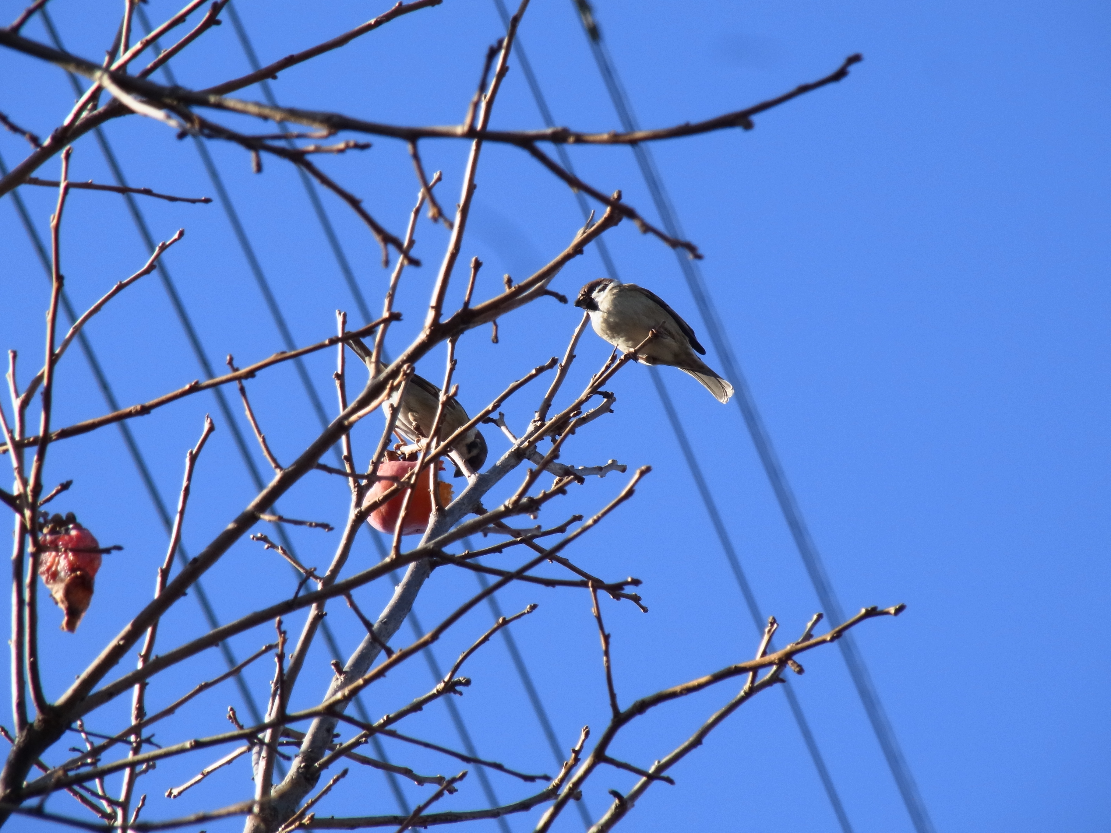 <b>国分寺市で撮影した、熟れた柿の実をついばむスズメ。枝が入り組んだ条件だったが、上手くスズメにピントが合ってくれた。しかしこのように鳥を地上から見上げて撮影すると、たいてい背景は青空と電線になり「路上ネイチャー」写真としては面白味に欠けてしまう。CX6 / 約3.7MB / 3,648×2,736 / 1/310秒 / F5.6 / 0EV / ISO109 / WB：オート / 52.5mm</b>