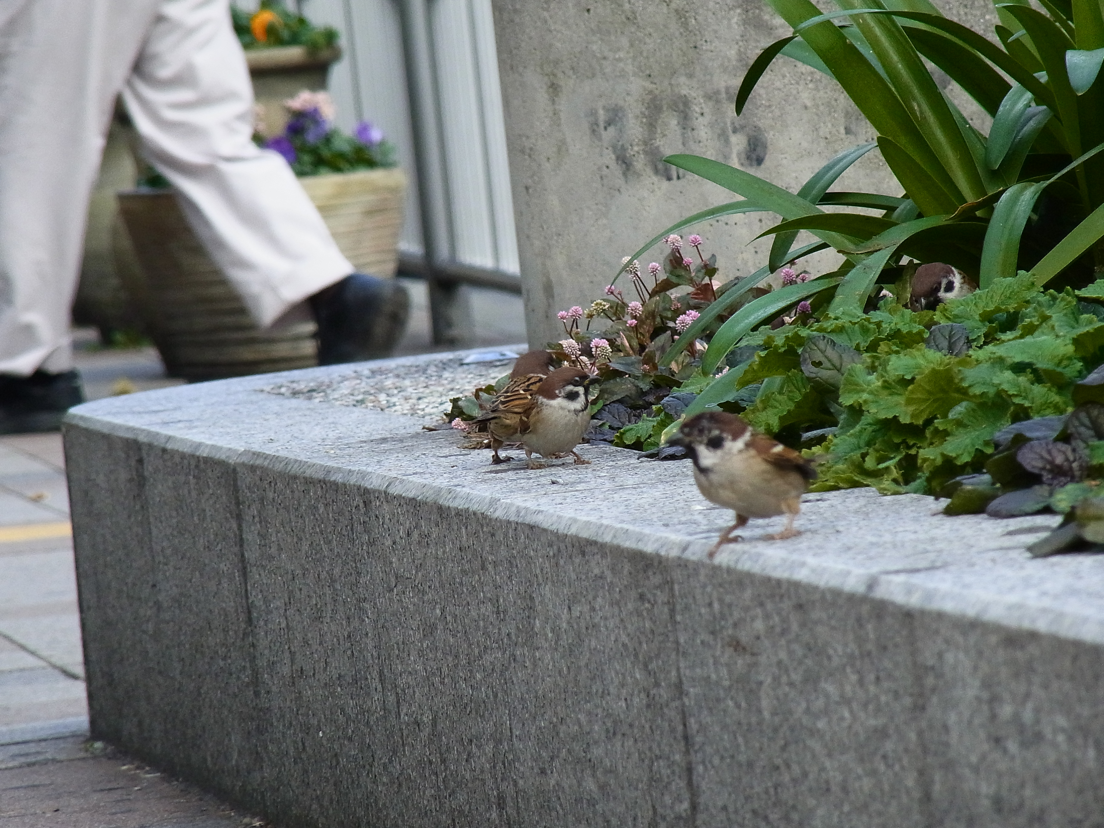 <b>ワークショップの撮影で訪れた、三宮駅前にいたスズメ。植え込みのヒメツルソバの実をついばんでいたのかも知れない。背景に人の足が写り込んで、理想的な「路上ネイチャー」写真になったと言える。CX6 / 約3.5MB / 3,648×2,736 / 1/310秒 / F5.6 / 0EV / ISO351 / WB：オート / 52.5mm</b>
