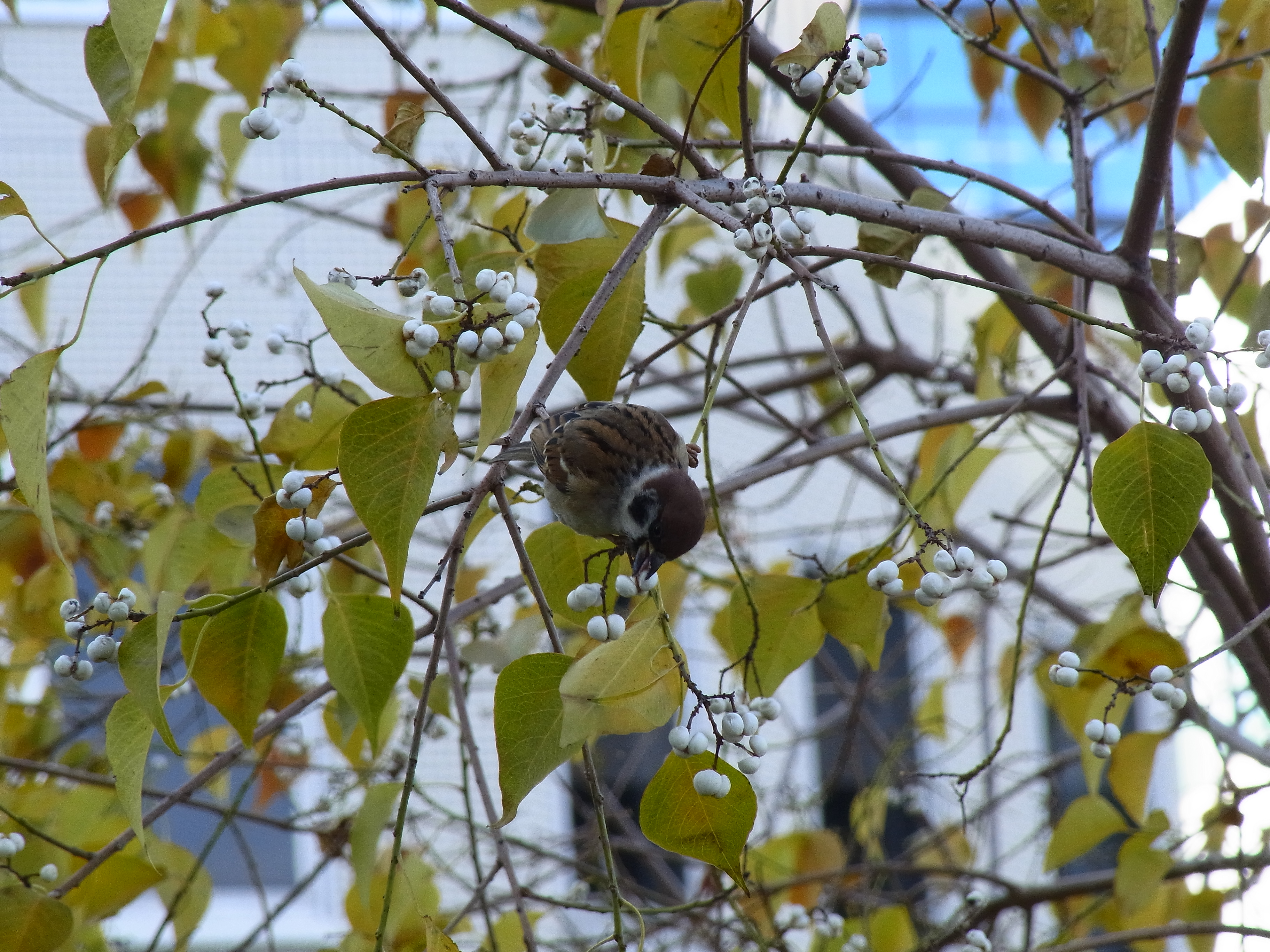 <b>ナンキンハゼの実をついばむ瞬間のスズメ。名古屋市内での撮影だが、背景にビルの窓が確認できるので、都会の雰囲気は出ている。単純な日の丸構図だが、シャッターチャンスを優先するため、AFポイントの移動を省いたのだった。CX6 / 約3.5MB / 3,648×2,736 / 1/189秒 / F5.6 / 0EV / ISO200 / WB：オート / 52.5mm</b>