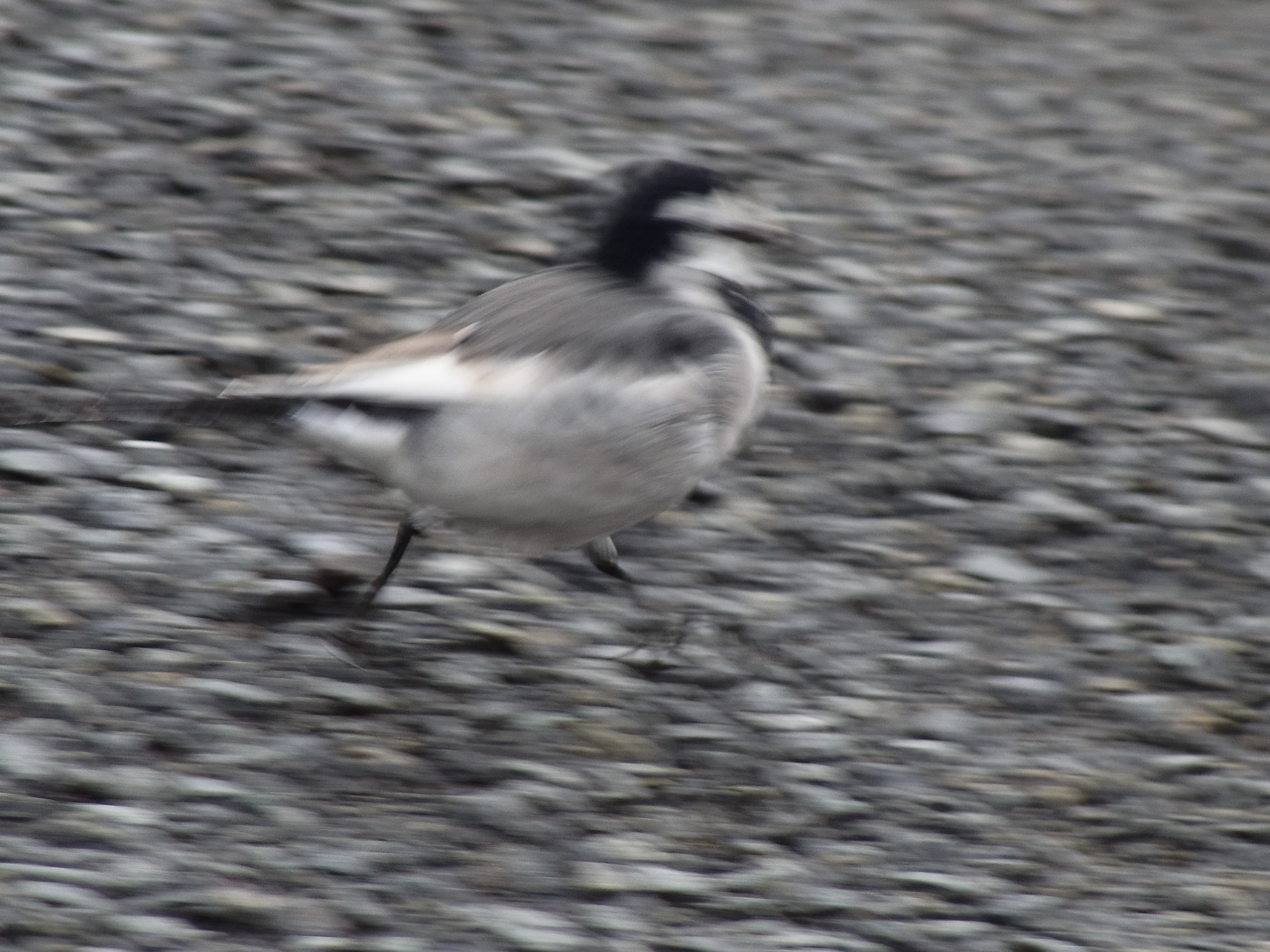 <b>ハクセキレイまで2mくらいまで大接近できたのに、感度設定をISO100に固定していたためブレてしまった。しかしこれはこれで、躍動感があって面白いかも知れない。近所のコンビニの駐車場だが、たびたびハクセキレイがやってくるのだ。CX6 / 約3.5MB / 3,648×2,736 / 1/34秒 / F5.6 / -0.3EV / ISO100 / WB：オート / 52.5mm</b>