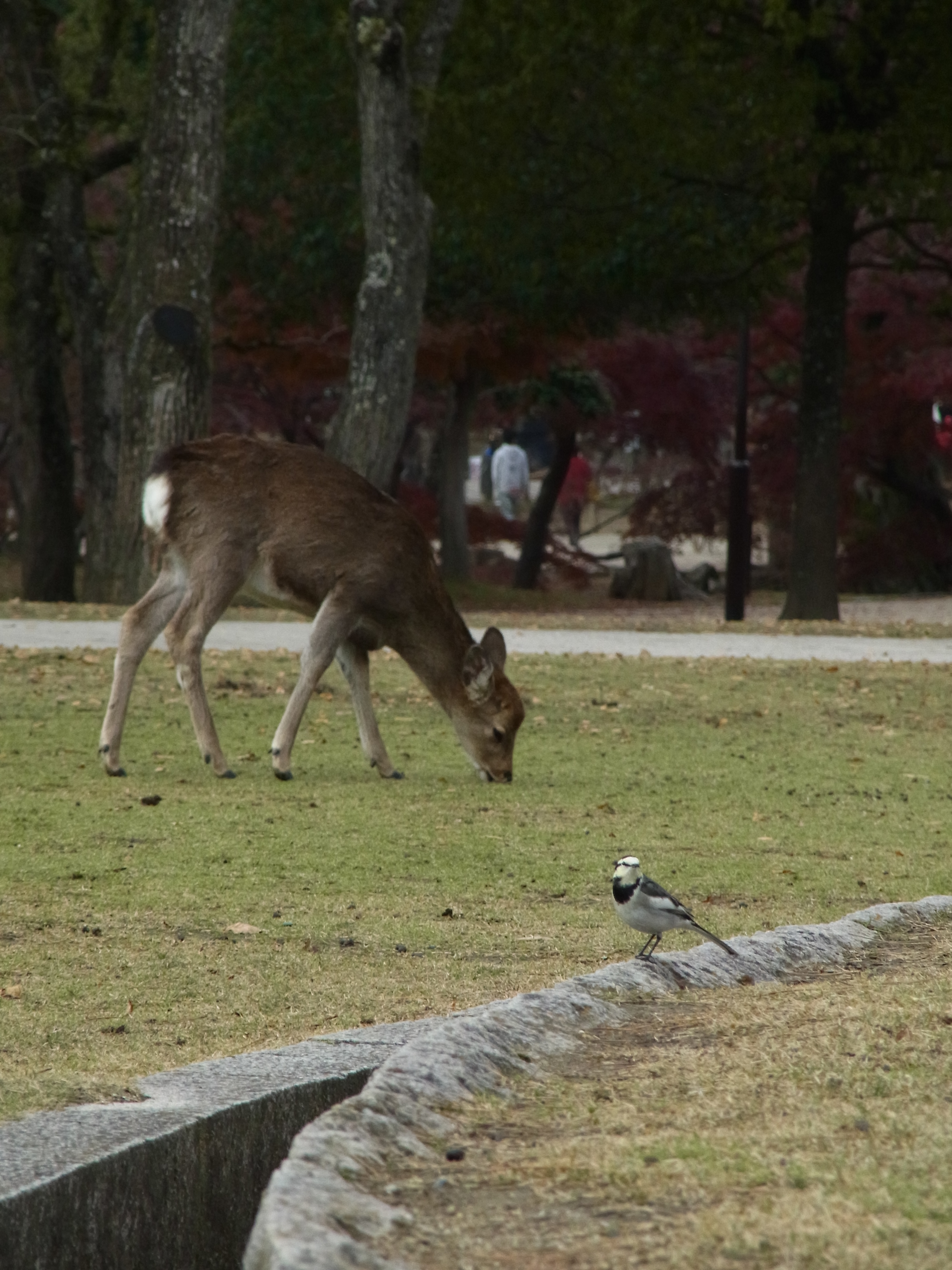 <b>奈良市の奈良公園にいたハクセキレイ。観光客がシカに与える「鹿せんべい」のおこぼれを狙っているのかも知れない。シカと一緒のフレームに収めるため、ずいぶん苦労してしまった。遠くには人影も写っている。CX6 / 約3.6MB / 2,736×3,648 / 1/440秒 / F5.2 / 0EV / ISO200 / WB：オート / 44.5mm</b>