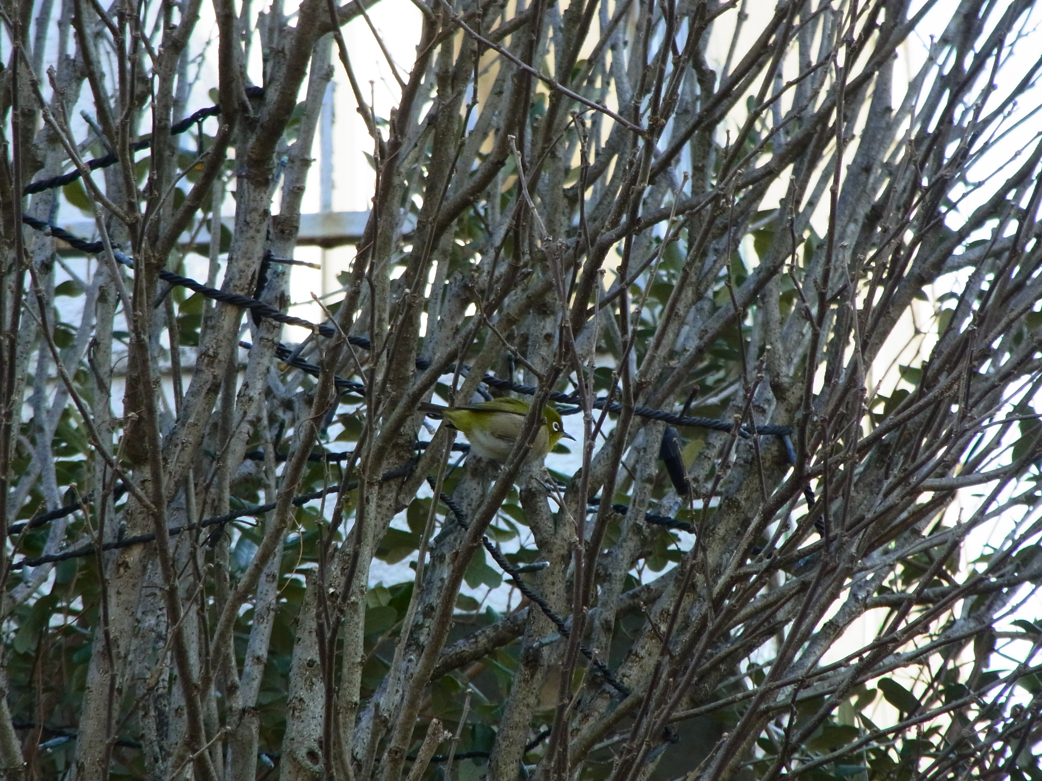 <b>近所を歩いていたら、ふと目の前にメジロがいたのですかさず撮影。どうということもない写真だが、枝に巻き付けられたイルミネーションのコードが、いかにも都会らしいと言える。CX6 / 約3.7MB / 3,648×2,736 / 1/310秒 / F5.6 / +0.3EV / ISO383 / WB：オート / 52.5mm</b>