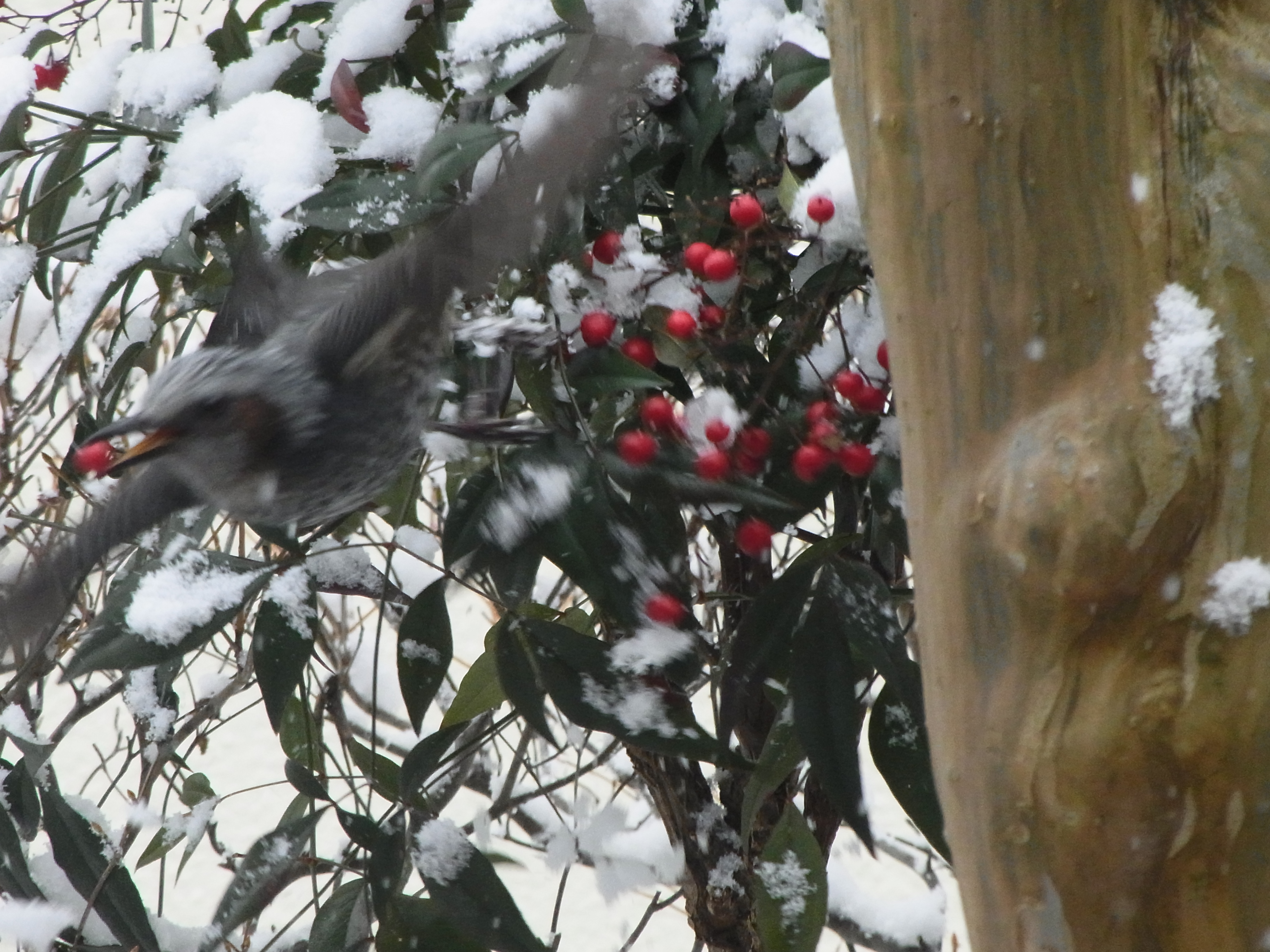 <b>同じく実家の室内から撮影。庭のナンテンの実をついばむヒヨドリを撮影したら、直後に飛び立った。ブレボケがありながらも、ヒヨドリが赤い実を加えていることが確認できる。CX6 / 約3.5MB / 3,648×2,736 / 1/310秒 / F5.6 / 0EV / ISO703 / WB：オート / 52.5mm</b>