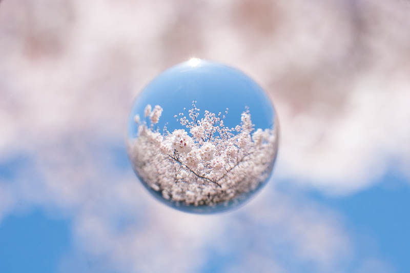 <b>宙玉レンズを使った写真。中央に球が1つあるだけだが、これがたくさんになったらどうなるのか? というのを今回は見てみたい。ニコンD700+コシナ ディスタゴン T* 2.8/25+接写リング+宙玉レンズ</b>