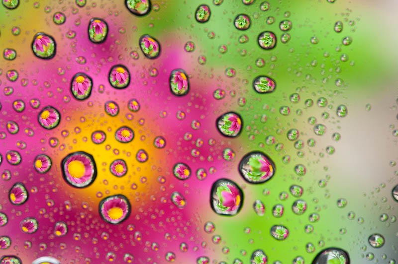 <b>アクリル製の板に水滴を付け、花を撮影。ニコンD700+AF-S Micro NIKKOR 60mm F2.8 G ED / マニュアル露出 / 1/40秒 / F8</b>