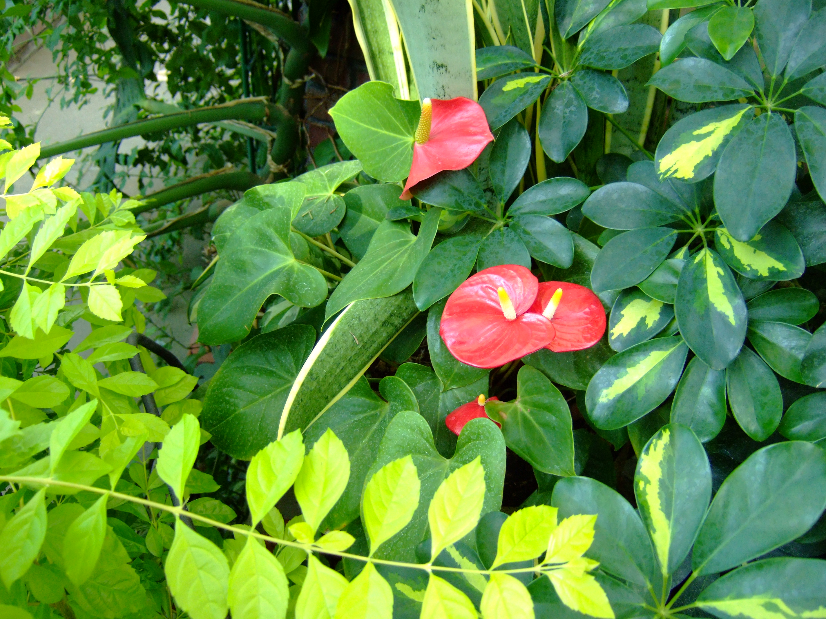 <b>F-クローム</b>