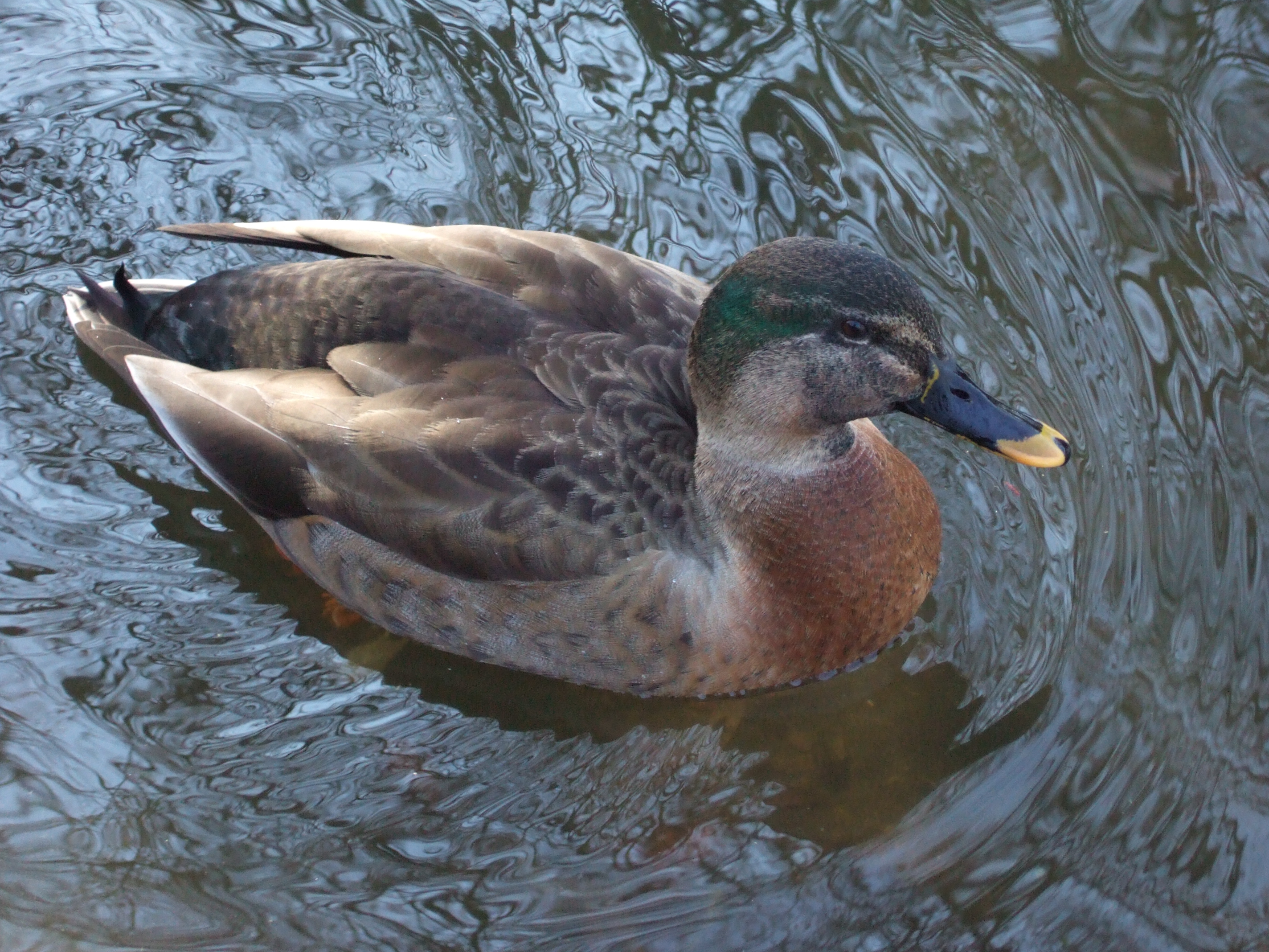 <b>FinePix F10 / 約2.9MB / 2,848×2,136 / 1/200秒 / F5 / 0EV / ISO800 / 24mm</b>