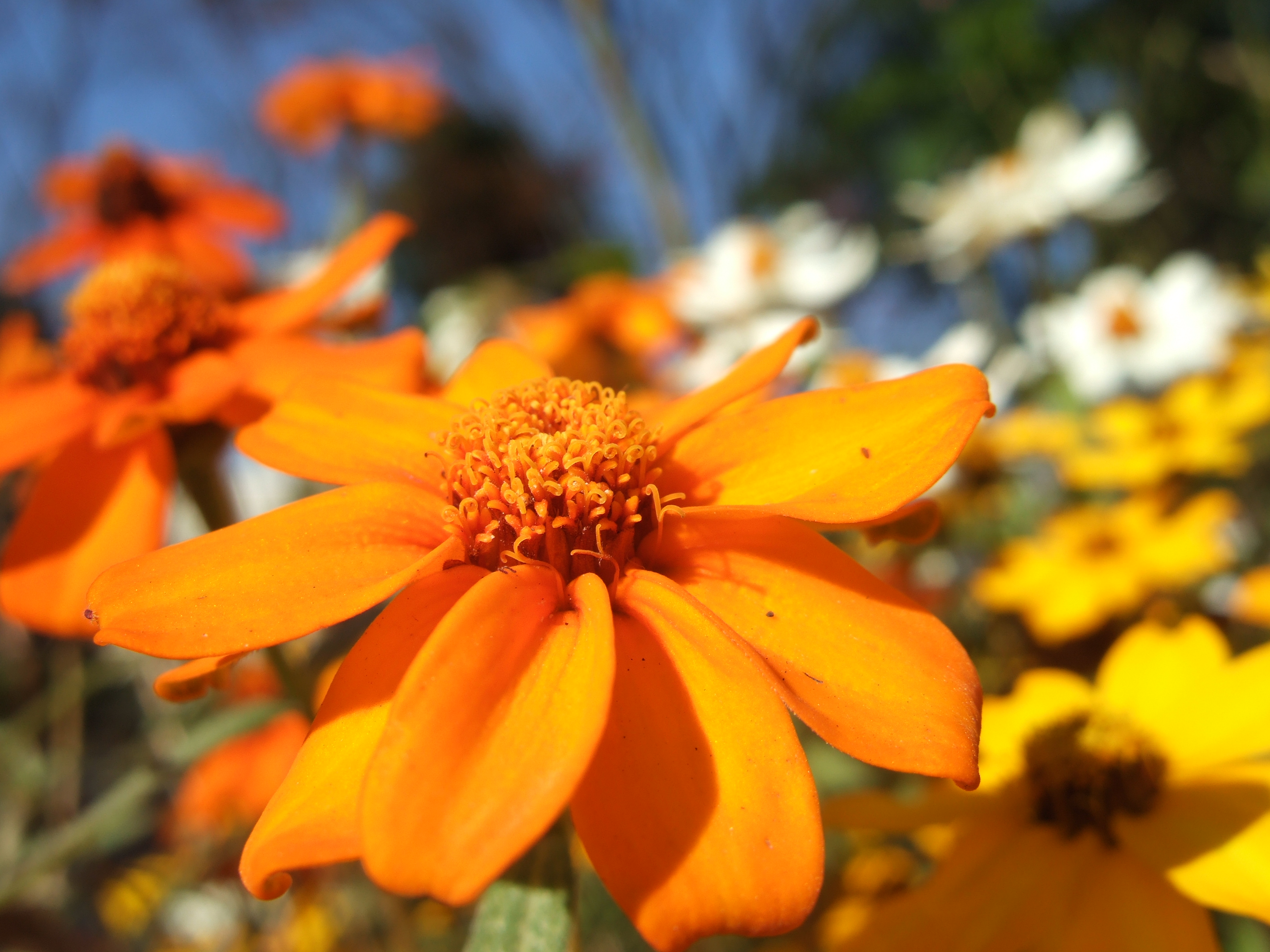 <b>FinePix F10 / 約2.8MB / 2,848×2,136 / 1/400秒 / F5.6 / +0.3EV / ISO80 / 8mm / マクロ</b>