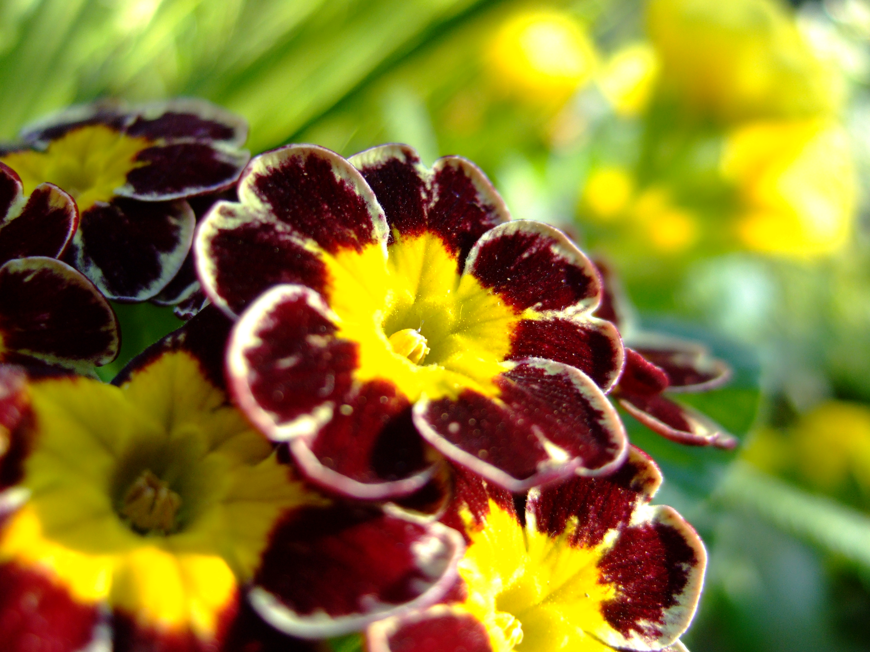 <b>FinePix F10 / 約2.8MB / 2,848×2,136 / 1/320秒 / F2.8 / +0.3EV / ISO200 / 8mm / F-クローム / マクロ</b>