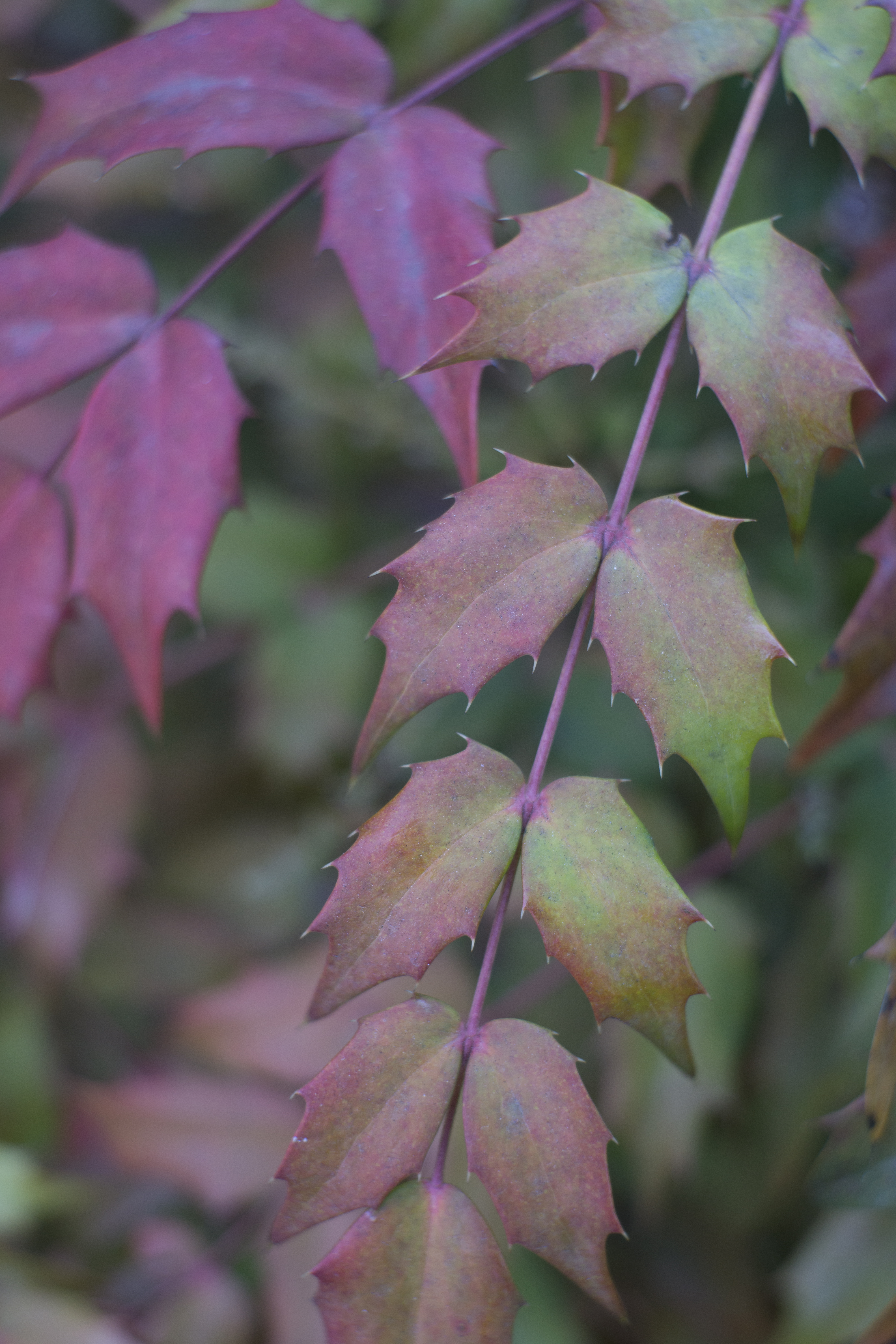 <b>NEX-7 / Summilux-M 35mm F1.4 / 6,000×4,000 / 1/320秒 / F2.8 / 0EV / ISO200 / WB:オート / 35mm</b>