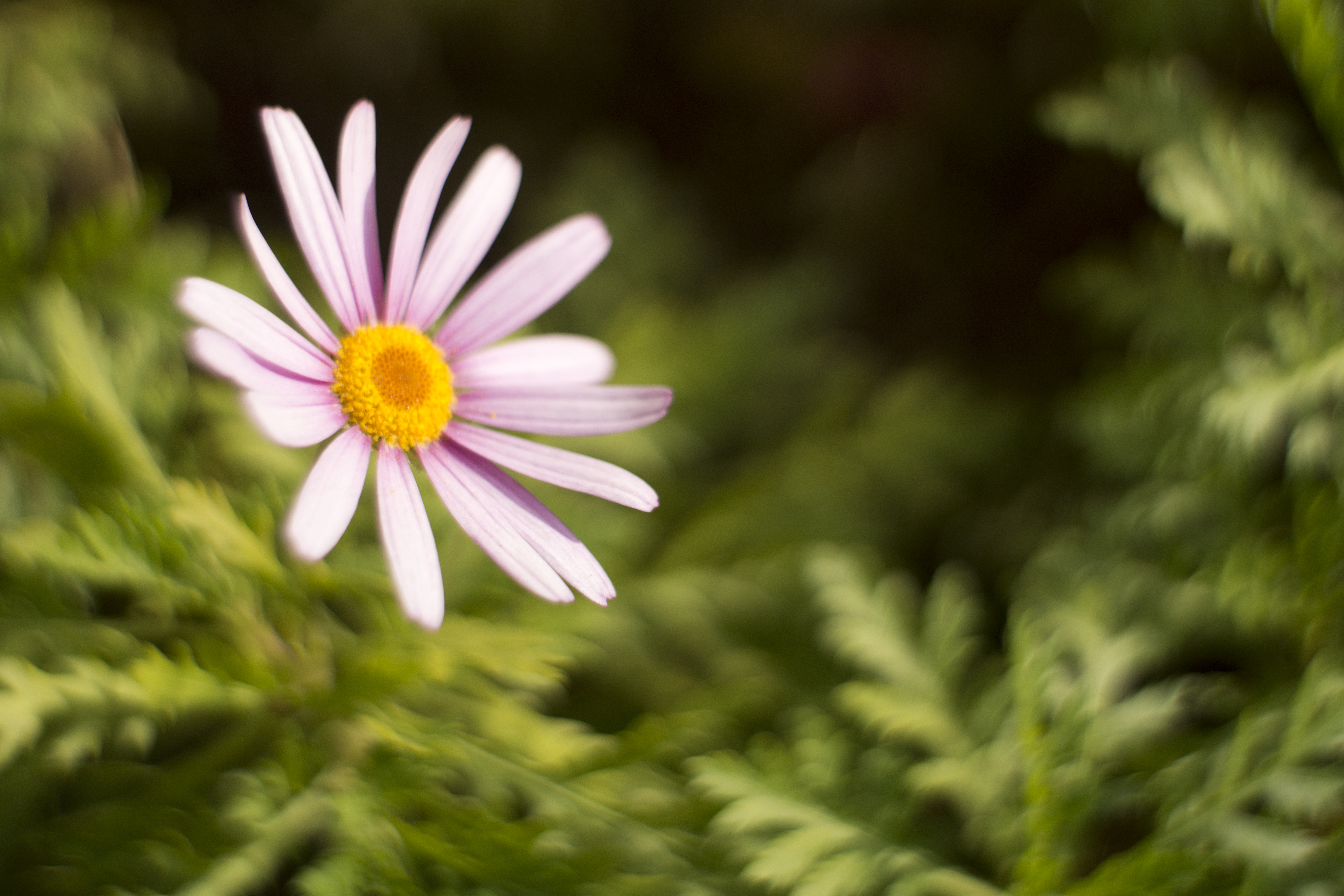 <b>NEX-7 / Summilux-M 35mm F1.4 / 6,000×4,000 / 1/4,000秒 / F2 / 0EV / ISO200 / WB:オート / 35mm</b>