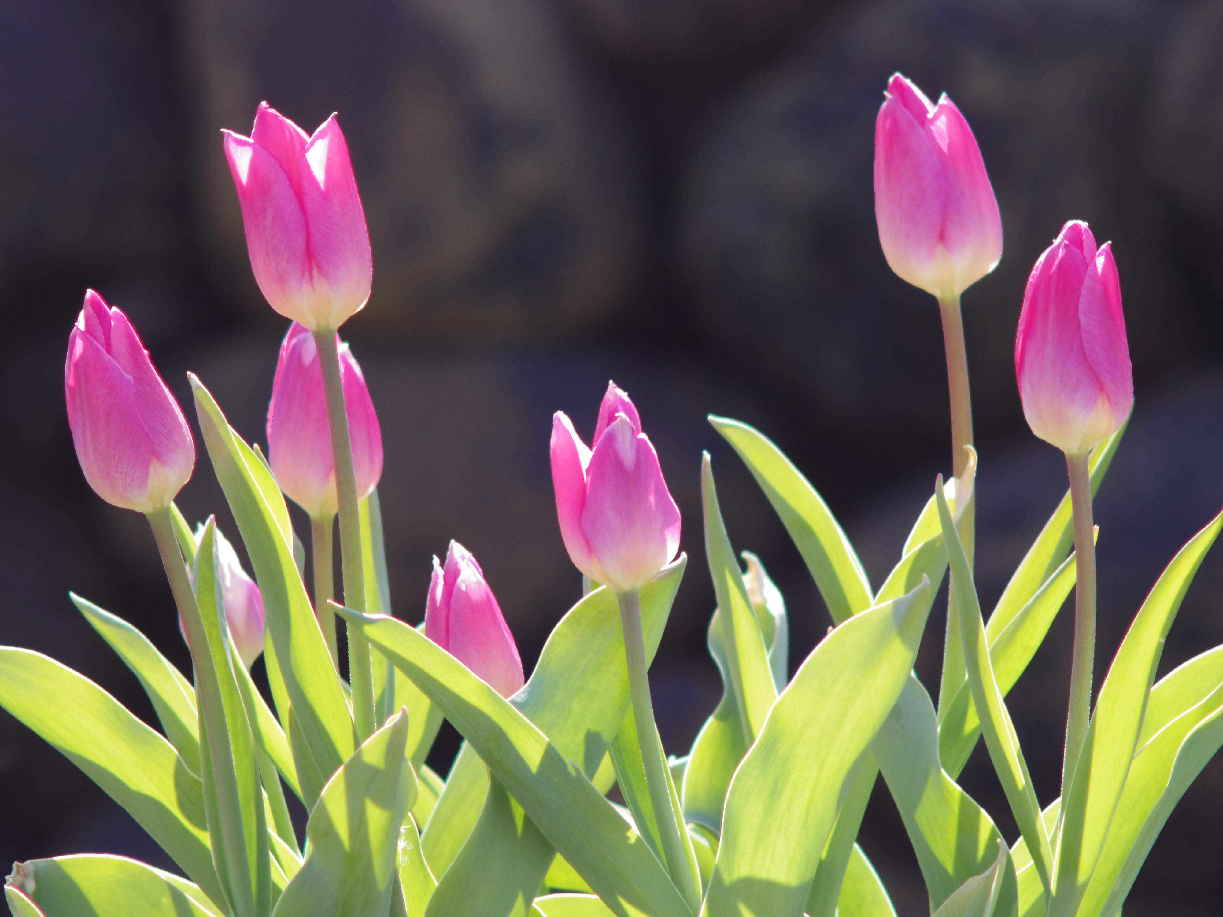 <b>PENTAX Q / ペンタックス110 70mm F2.8 / 約2.7MB / 4,000×3,000 / 1/400秒 / F2.8 / -0.3EV / ISO125 / WB:オート / カスタムイメージ:鮮やか</b>