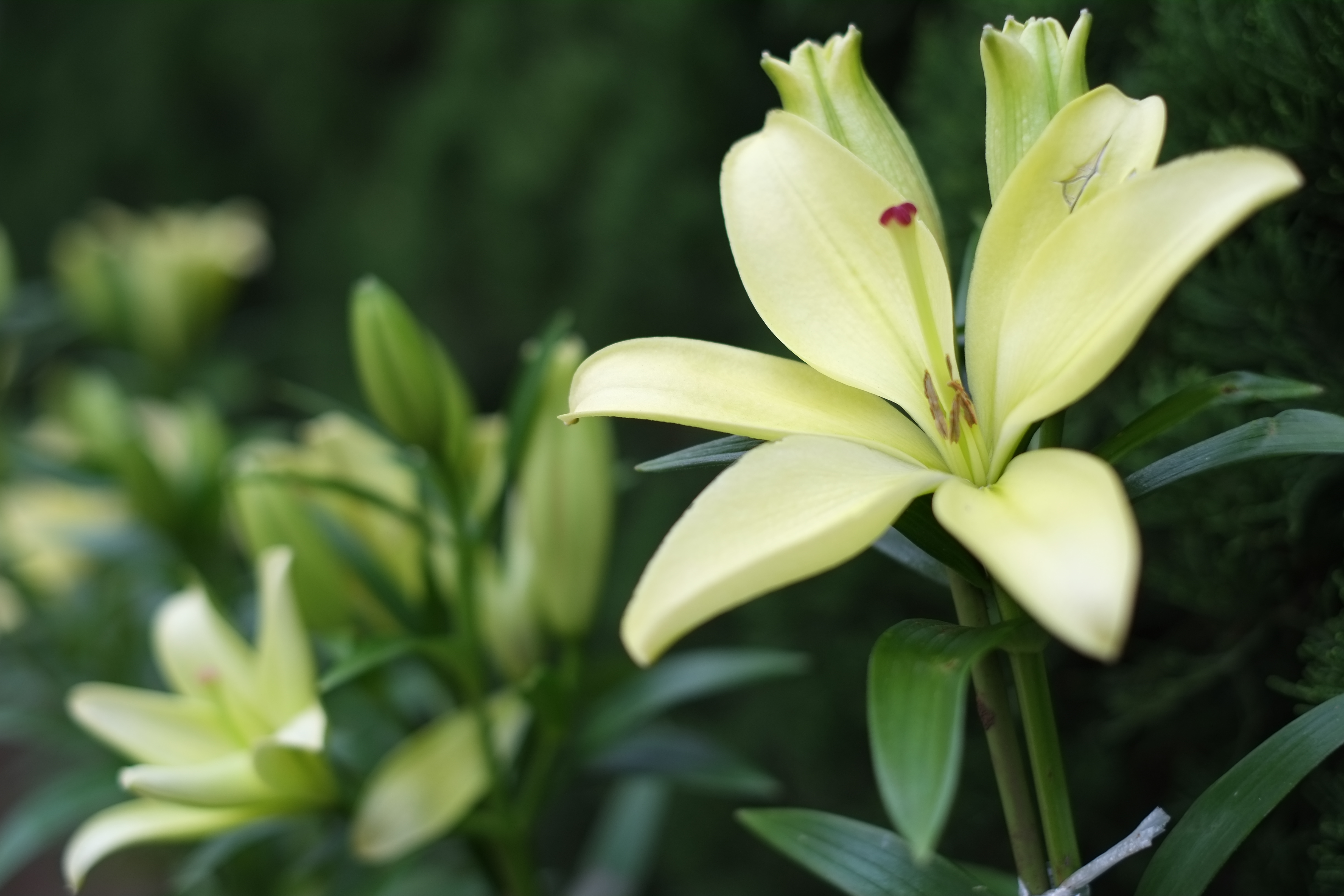 <b>FUJIFILM X-Pro1 / 3.3MB / 4,896×3,264 / 1/340秒 / F2 / -0.3EV / ISO200 / WB:オート / 35mm</b>