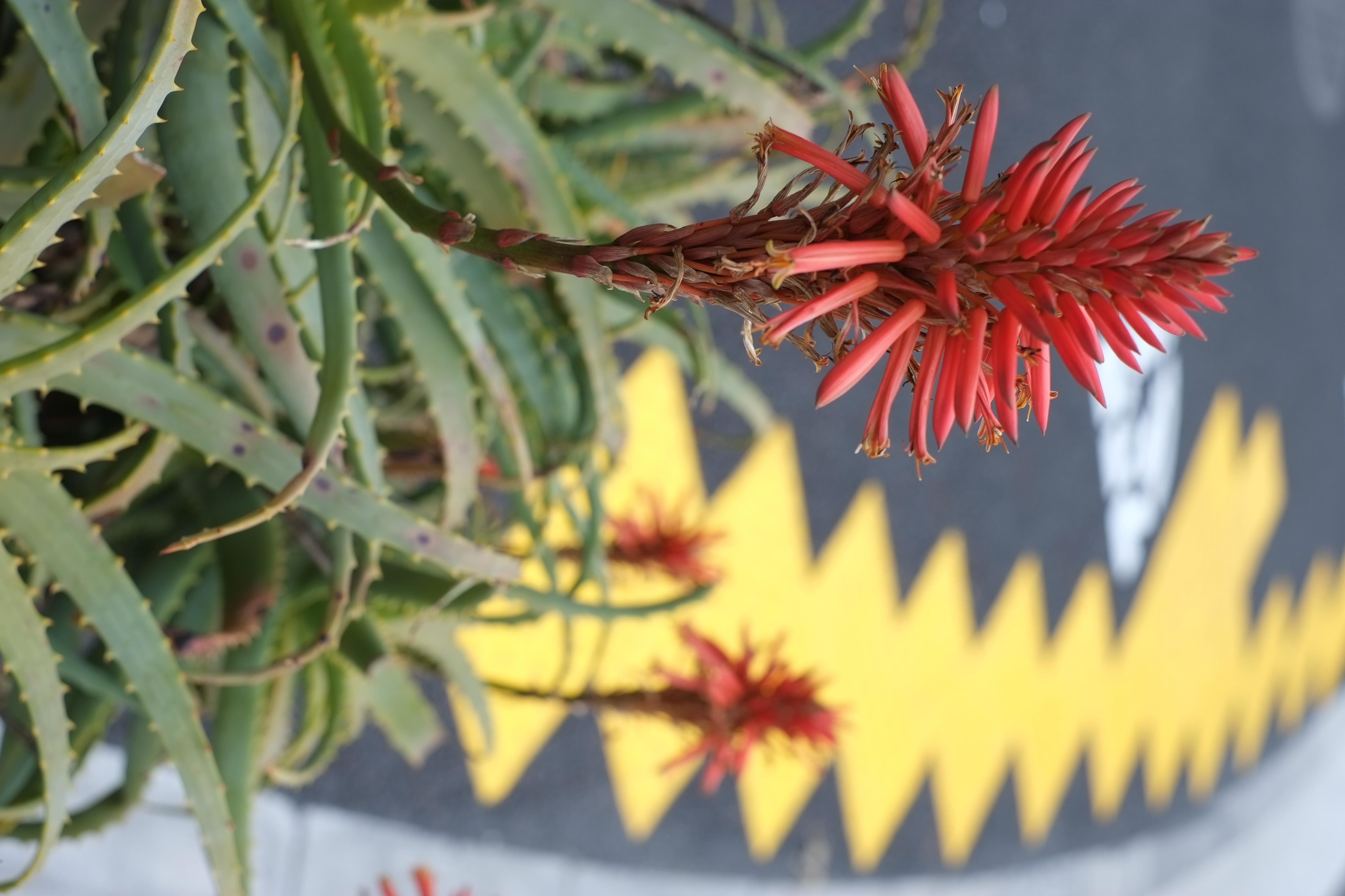 <b>FUJIFILM X-Pro1 / 3.7MB / 3,264×4,896 / 1/150秒 / F4 / +0.3EV / ISO200 / WB:オート / 35mm</b>