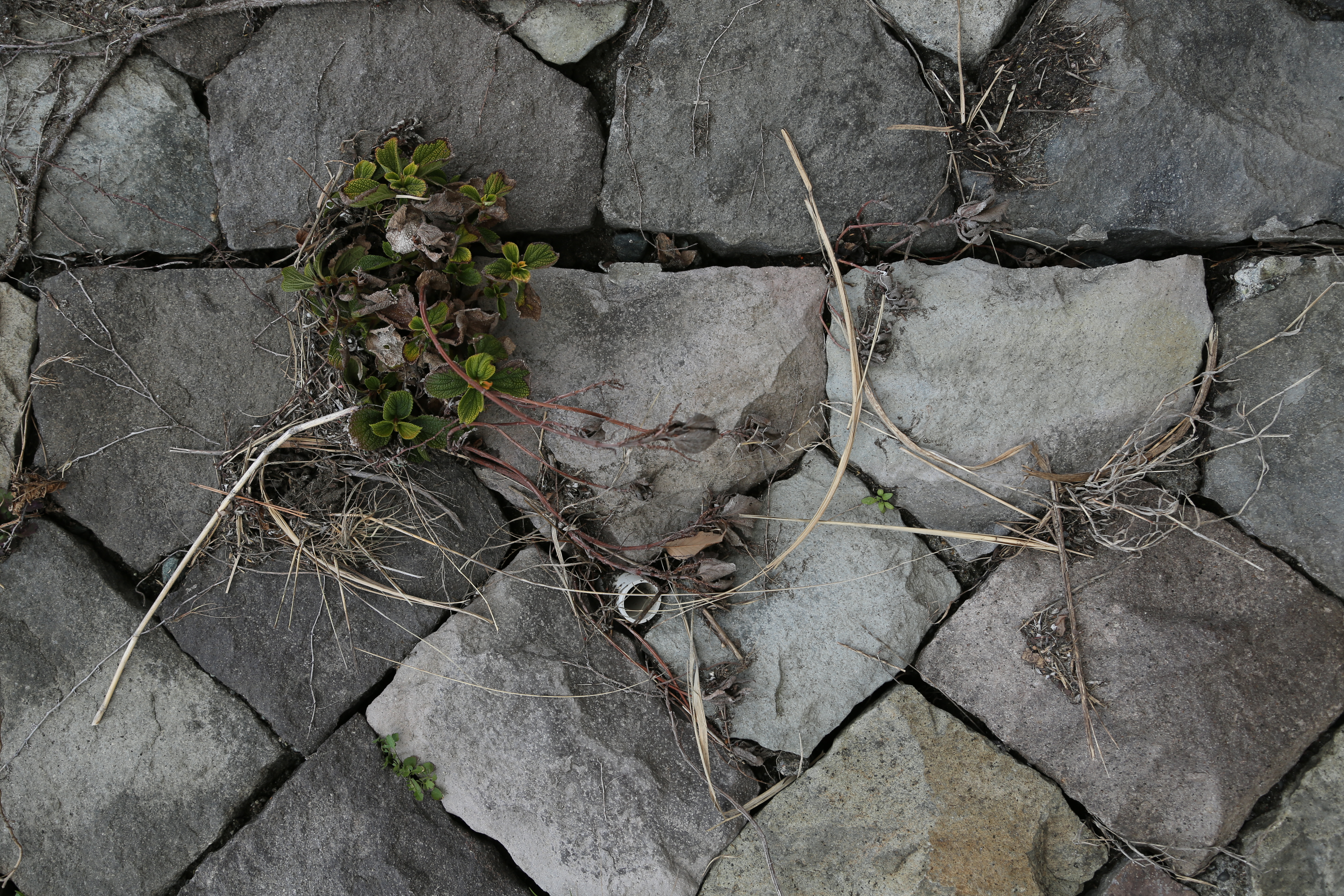 <b>EOS 5D Mark III / EF 24-105mm F4 L IS USM / 3,840×5,760 / 1/80秒 / F5.6 / -0.3EV / ISO100 / WB：太陽光 / 45mm</b>