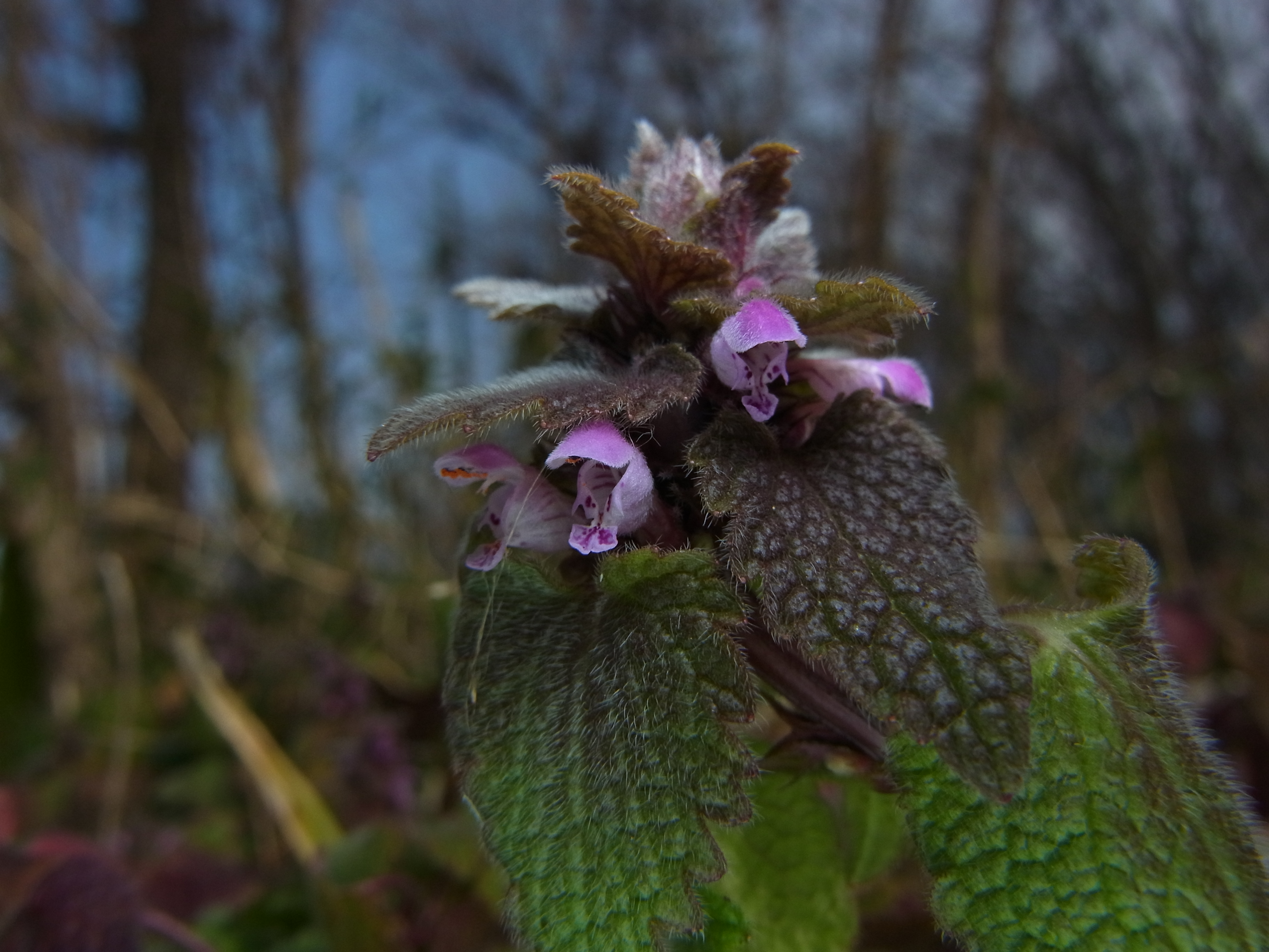 <b>雑木林の脇に咲いていた、ヒメオドリコソウ。春の花として知られているが、一部ではもう既に咲いていた。CX6の広角マクロ機能を活かし、背景の雰囲気を入れて撮影。露出補正と調光補正を組み合わせて調整しているが、CX6はコンパクトデジカメでありながら、そのような機能を備えているので便利だ。CX6 / 約3.6MB / 3,648×2,736 / 1/540秒 / F7.6 / -2EV / ISO100 / 絞り優先AE / WB：太陽光 / 5.4mm</b>