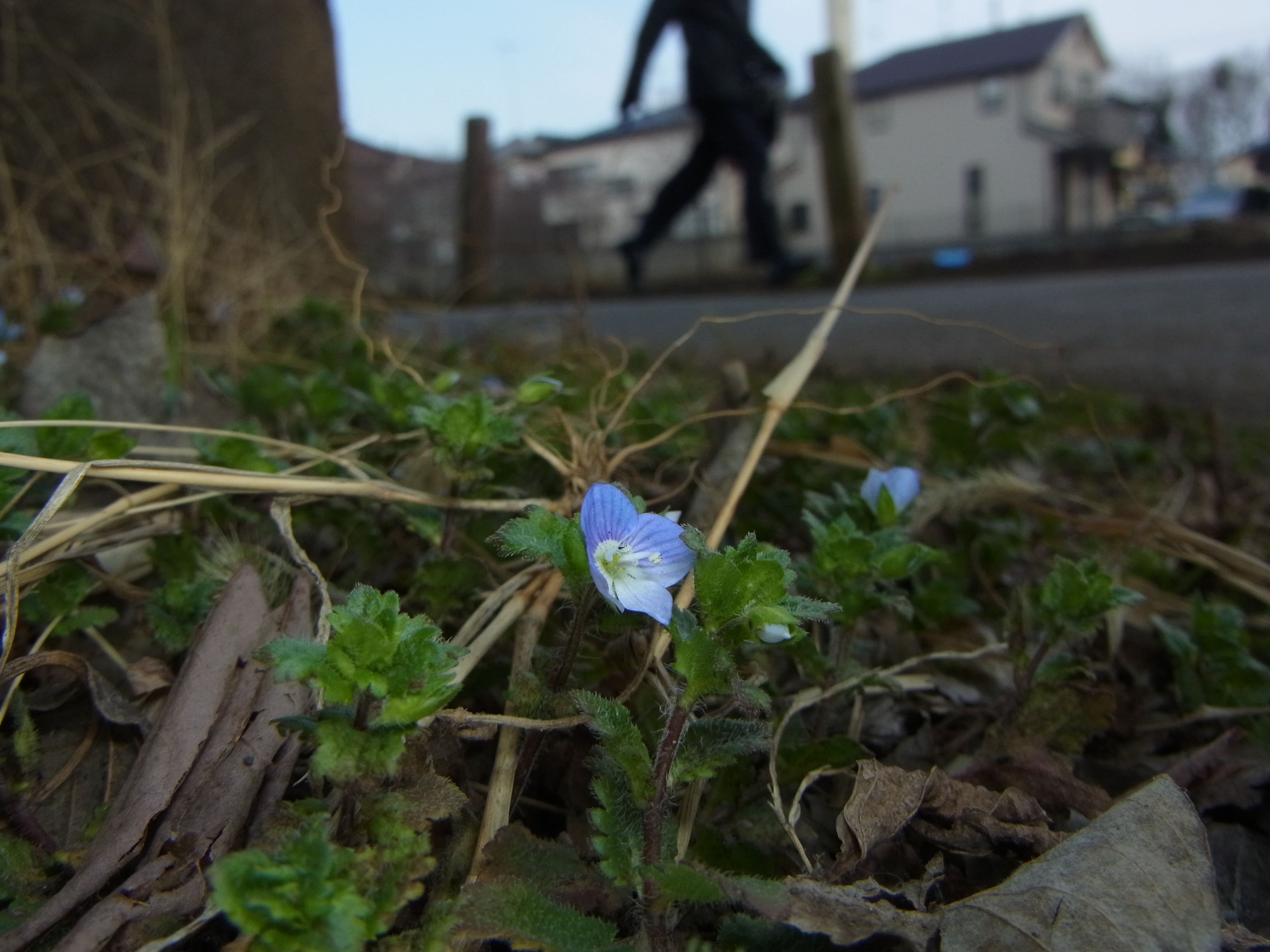 <b>道ばたで咲いていたオオイヌノフグリを広角マクロで撮影。これも春の花の定番だが、冬でも少し咲いている。拡大すると花が土埃で汚れているが、それもまたひとつの趣ではないかと思う。CX6 / 約3.6MB / 3,648×2,736 / 1/203秒 / F7.6 / -1.7EV / ISO100 / 絞り優先AE / WB：太陽光 / 5.4mm</b>