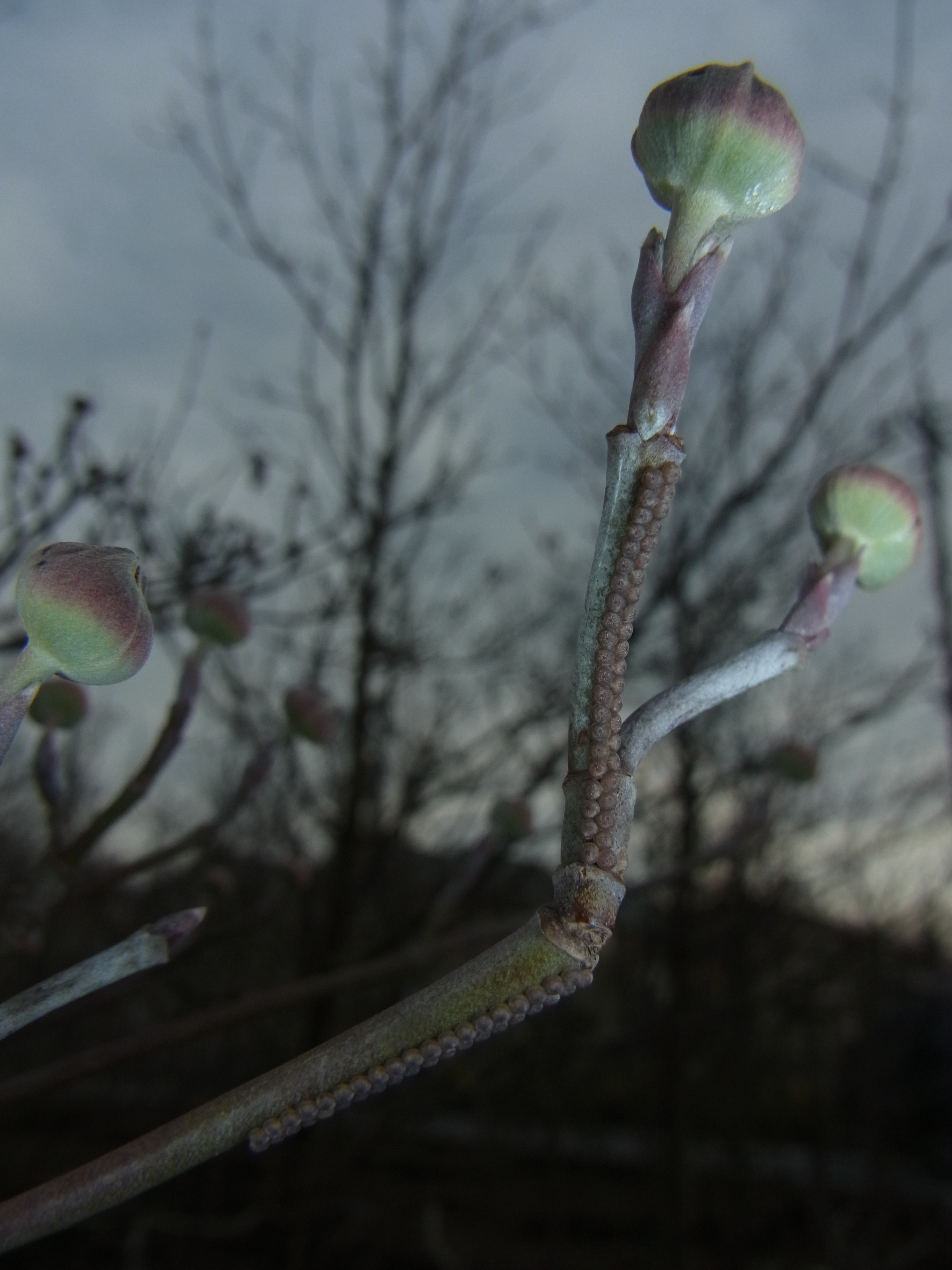 <b>ハナミズキのつぼみを撮影しようと思ったら、枝にガの卵が産み付けられているのを発見! ガの種類は分からないが、規則正しく交互に2列並べられているのが面白い。CX6 / 約3.2MB / 2,736×3,648 / 1/440秒 / F7.6 / -1.3EV / ISO100 / プログラムAE / WB：太陽光 / 5.4mm</b>