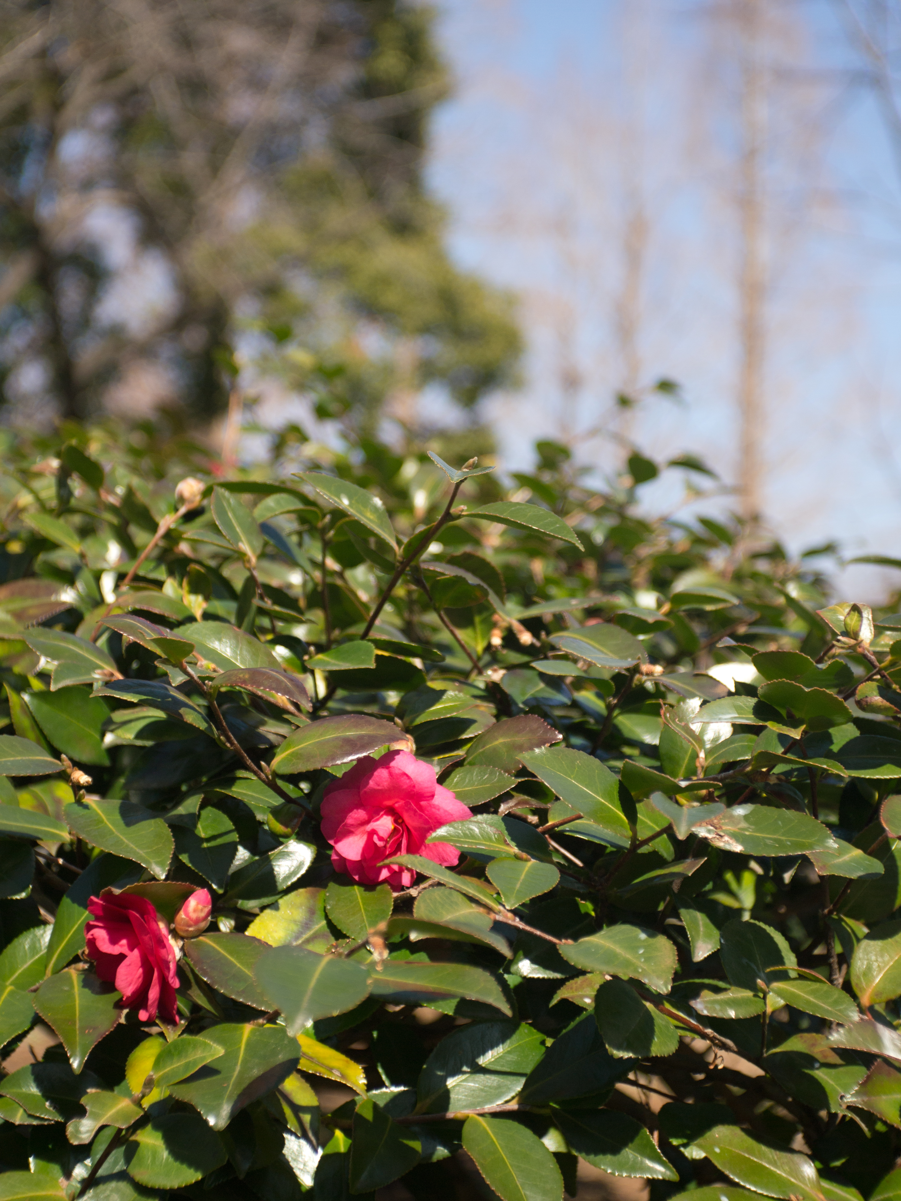 <b>E-PM1 / Elmar 3.5cm F3.5 / 4,032×3,024 / 1/1,000秒 / f3.5 / 0EV / ISO200 / WB:オート / 35mm</b>