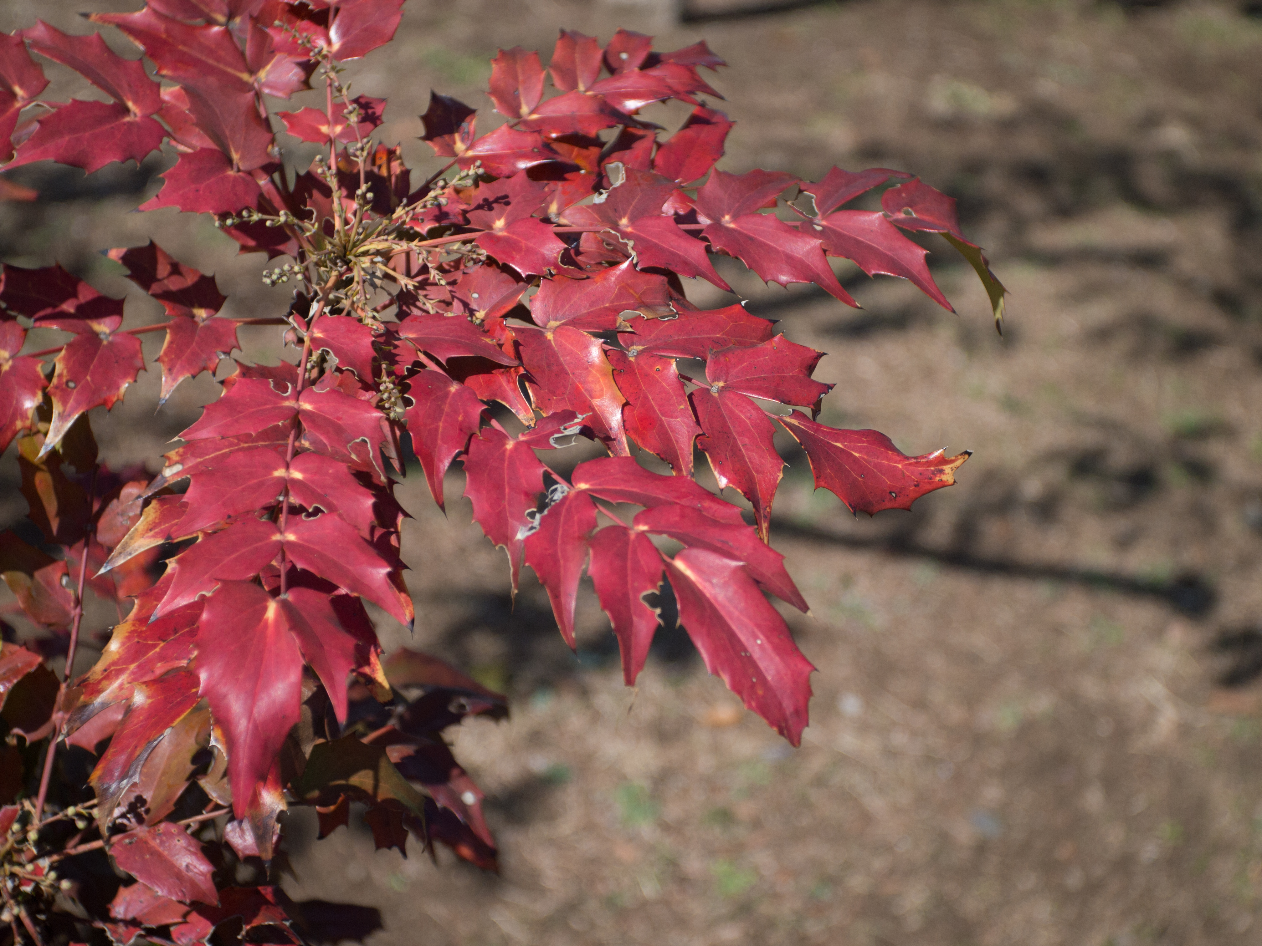 <b>E-PM1 / Elmar 3.5cm F3.5 / 4,032×3,024 / 1/1,600秒 / f3.5 / 0EV / ISO200 / WB:オート / 35mm</b>