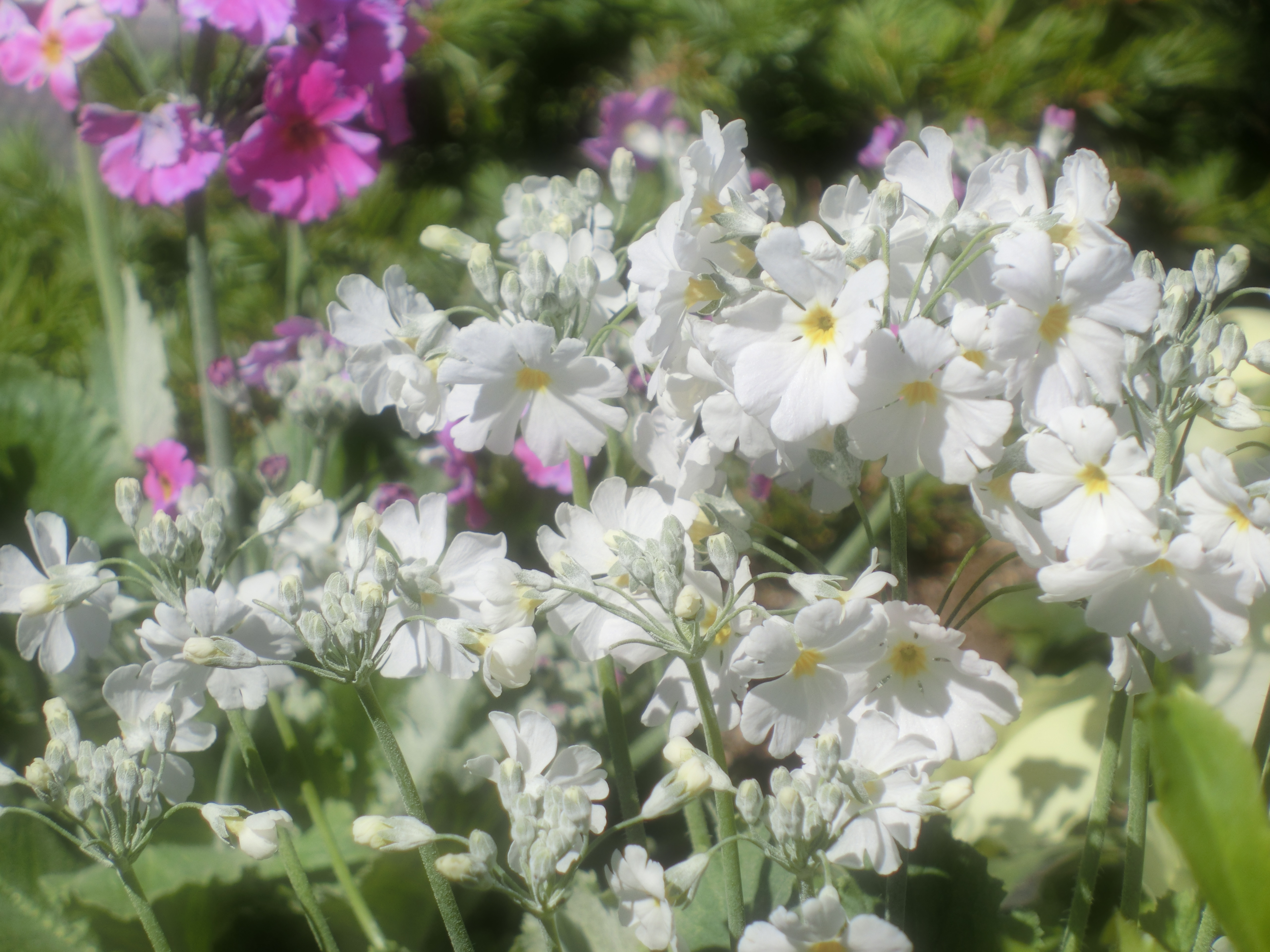 <b>アートショット：ソフトフォーカスLEVEL1</b>