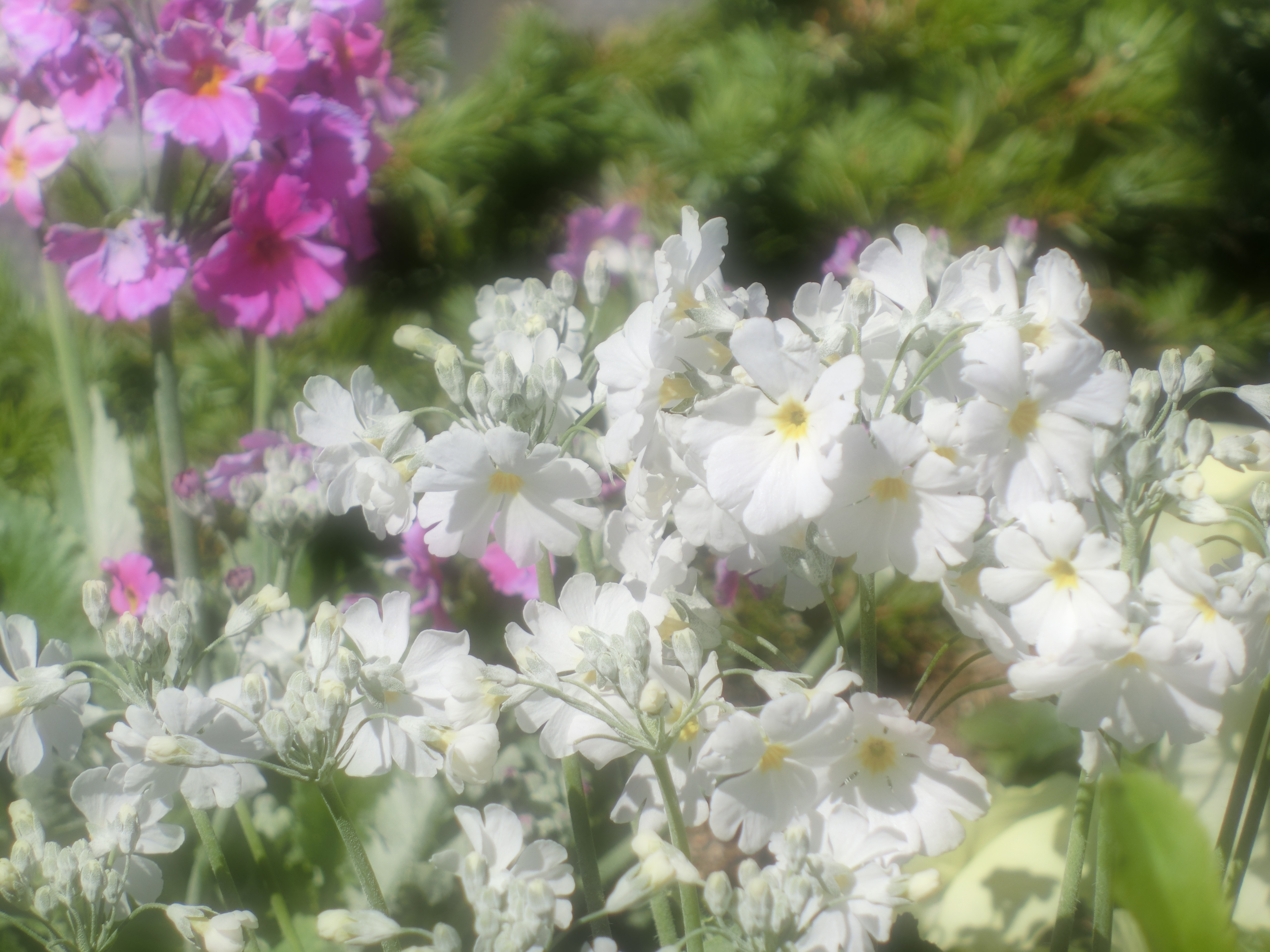 <b>アートショット：ソフトフォーカスLEVEL2</b>