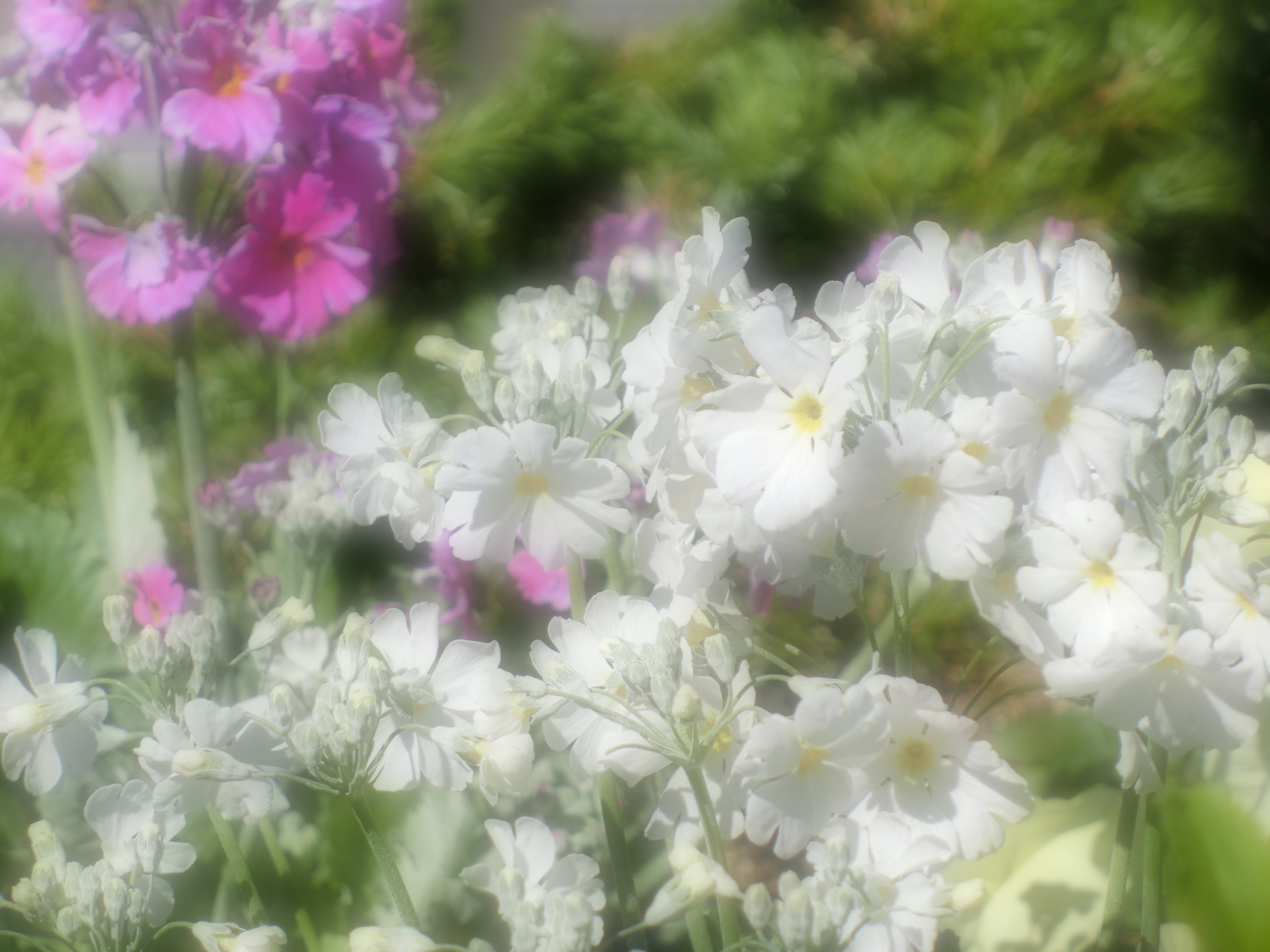 <b>アートショット：ソフトフォーカスLEVEL3</b>