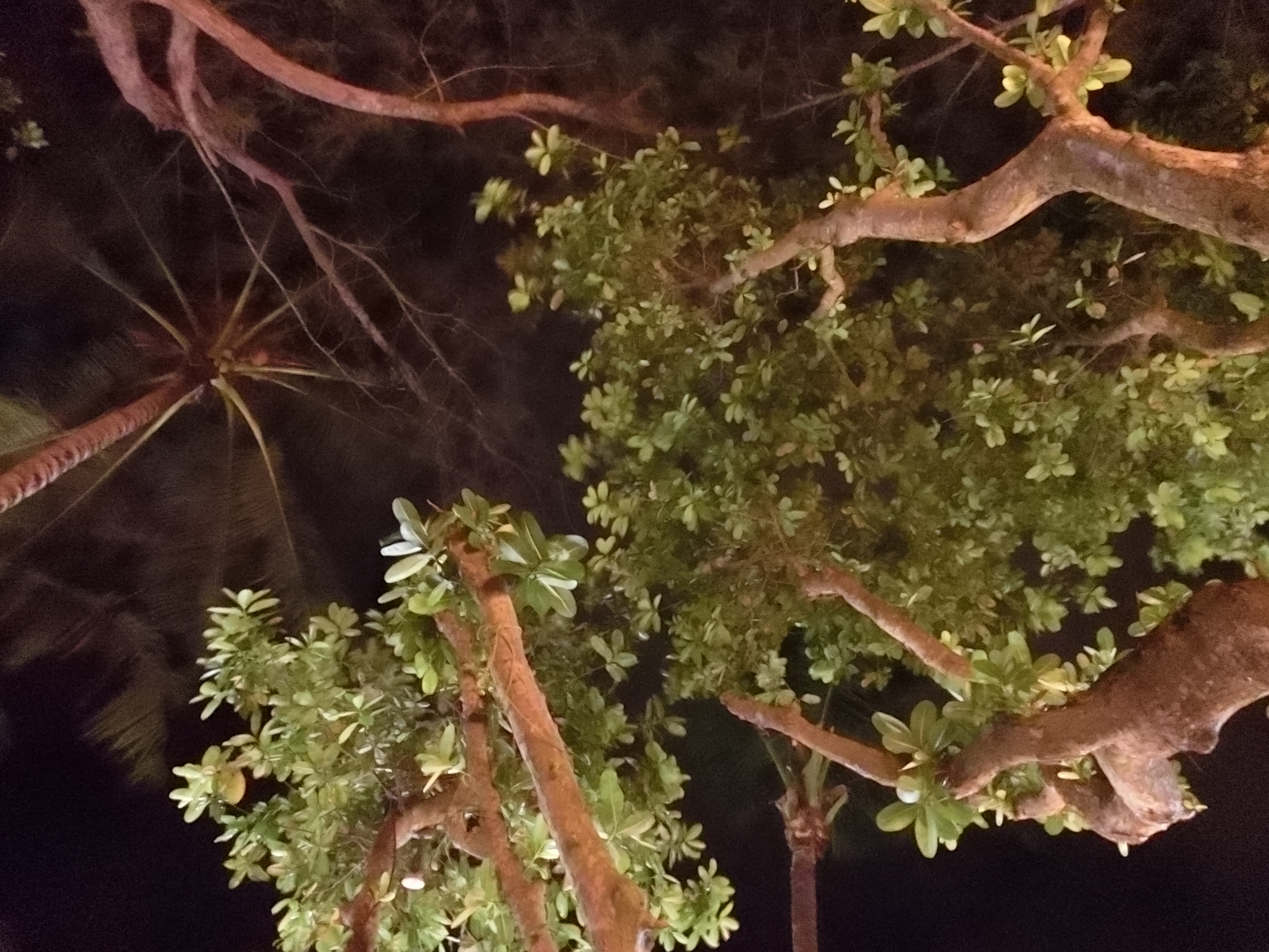 <b>HSナイトショット</b>