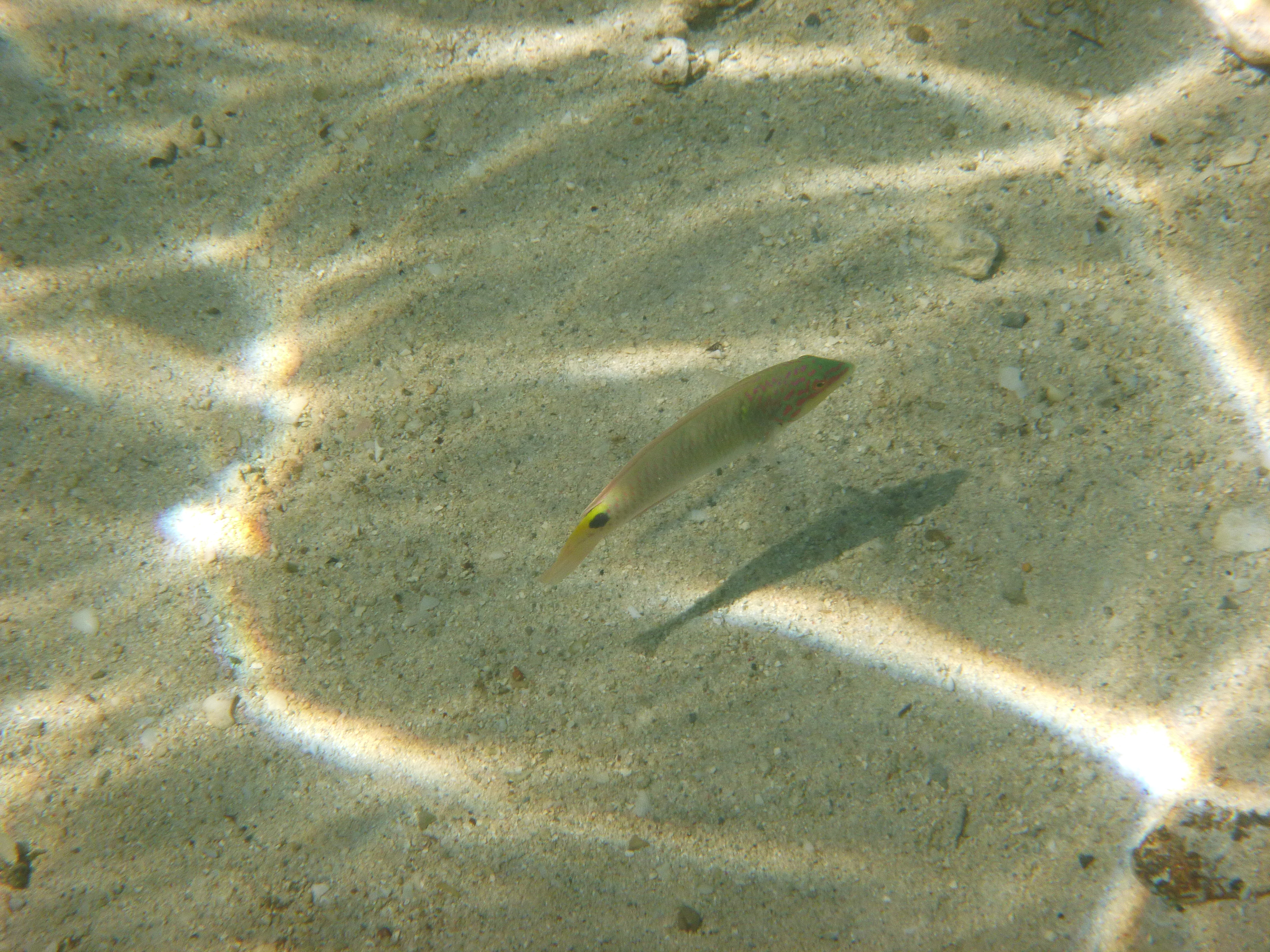 <b>DMC-FT20 / 約5.7MB / 4,608×3,456 / 1/500秒 / F5.7 / 0.0EV / ISO100 / WB:オート / 15.3mm</b>