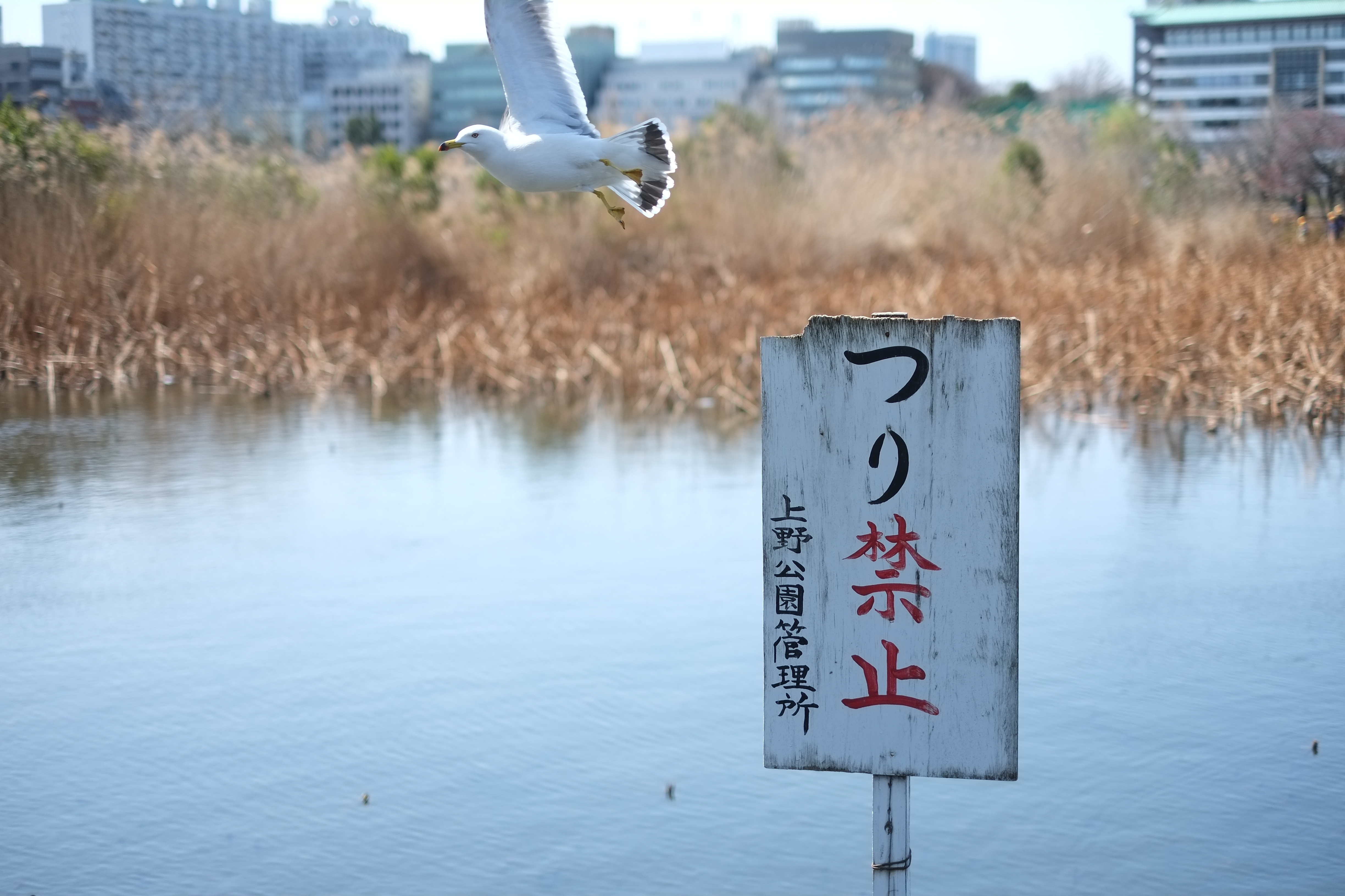 <b>FUJIFILM X-Pro1 / XF 35mm F1.4 R / 約4.0MB / 4,896×3,264 / 1/4,000秒 / F1.4 / -0.3EV / ISO200 / WB:オート</b>