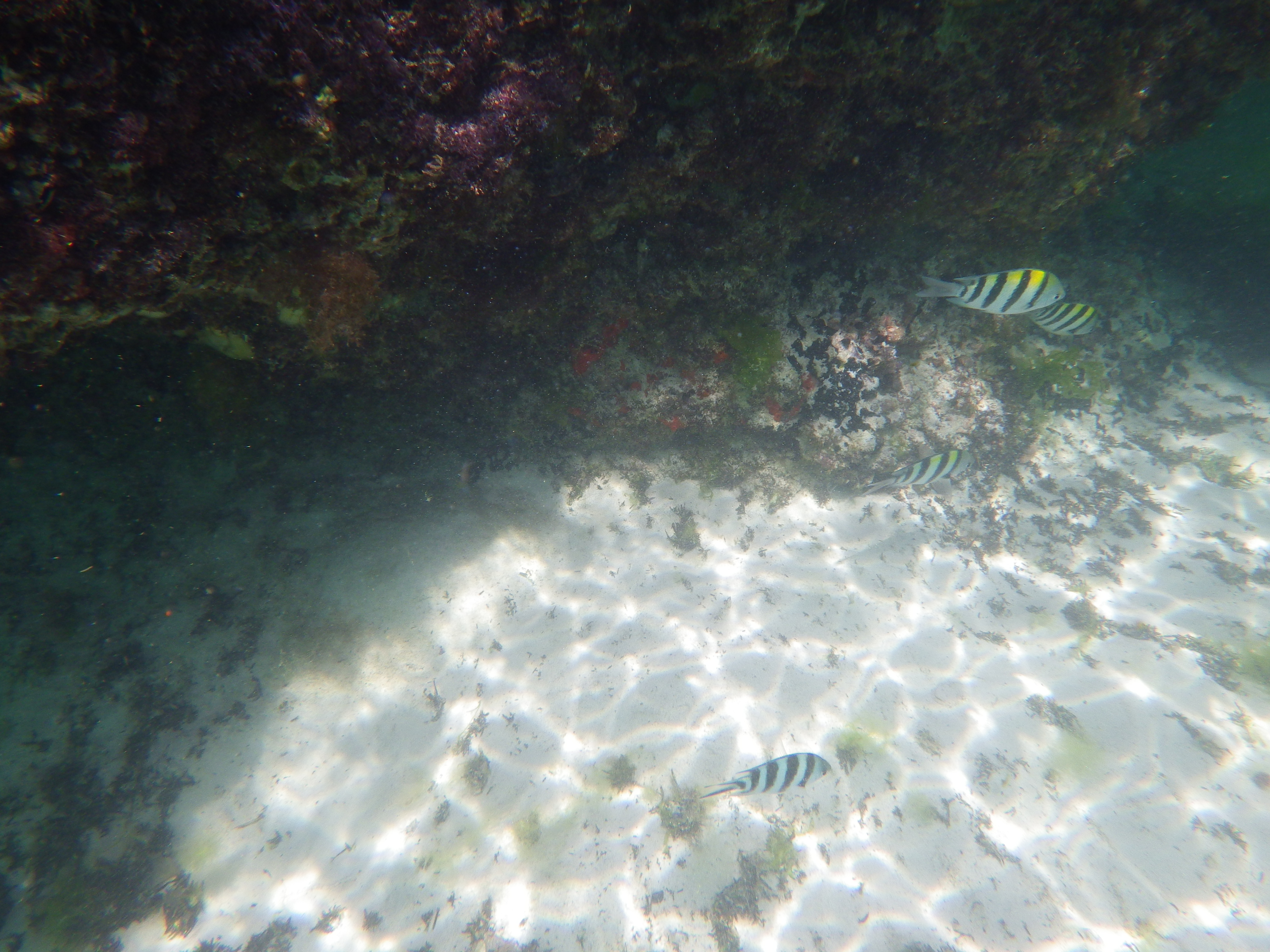 <b>PENTAX Optio WG-2 GPS / 約4.5MB / 4,608×3,456 / 1/640秒 / F4.2 / 0.0EV / ISO125 / WB:オート / 5mm</b>