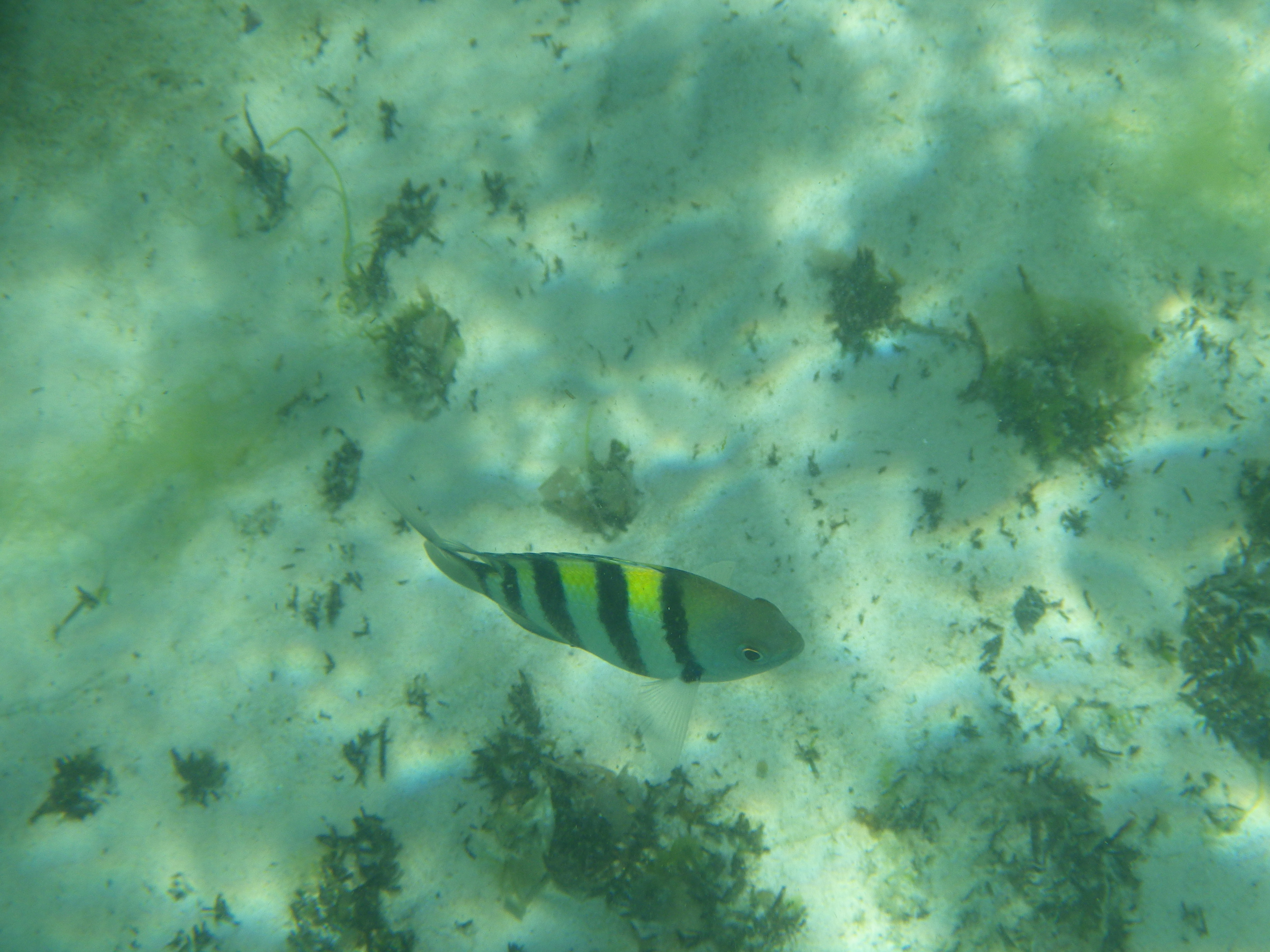 <b>PENTAX Optio WG-2 GPS / 約4.5MB / 4,608×3,456 / 1/640秒 / F6 / 0.0EV / ISO125 / WB:オート / 16.7mm</b>